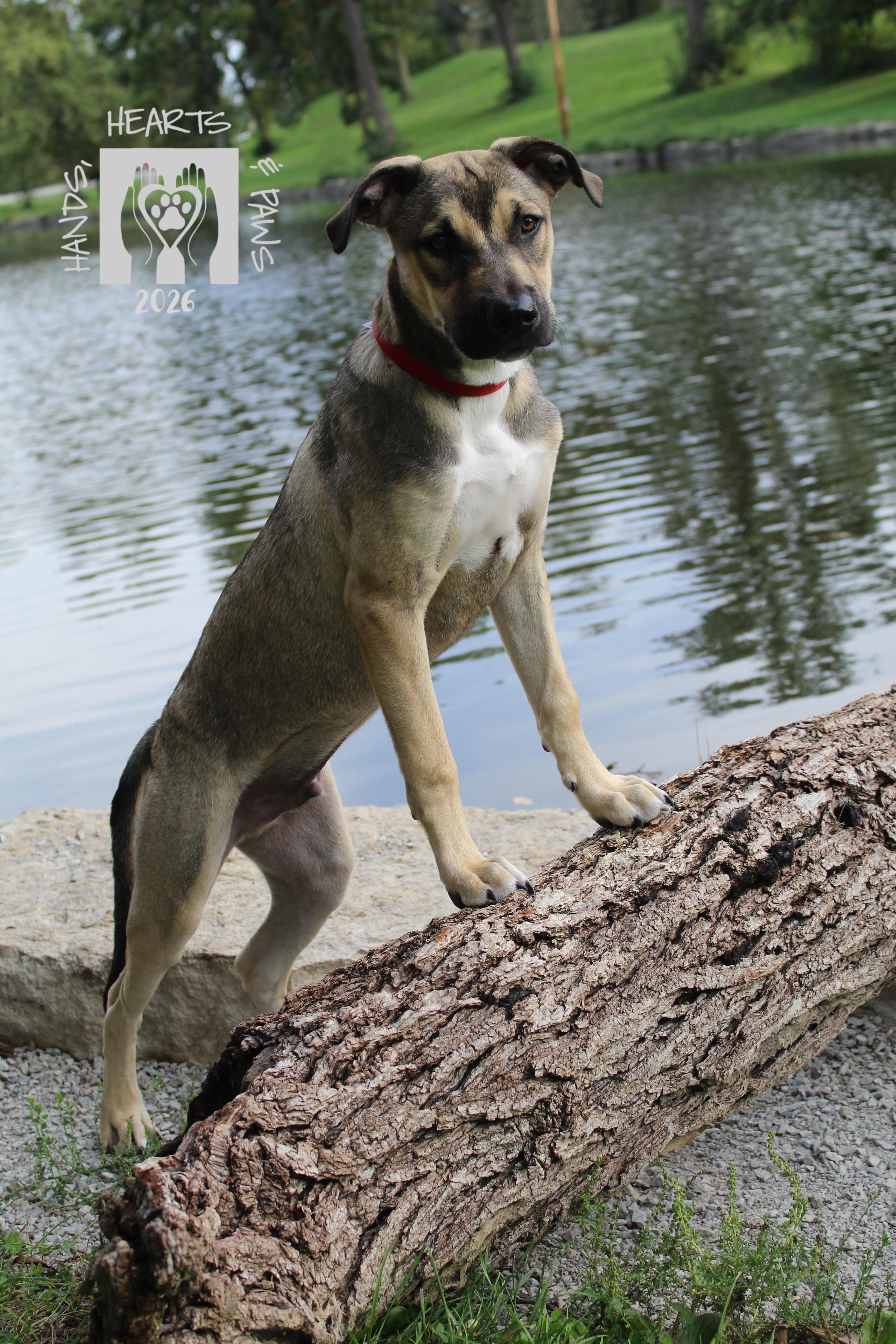 Yeah-Yeah, Adoptable, Puppy Male American Staffordshire Terrier & Husky.