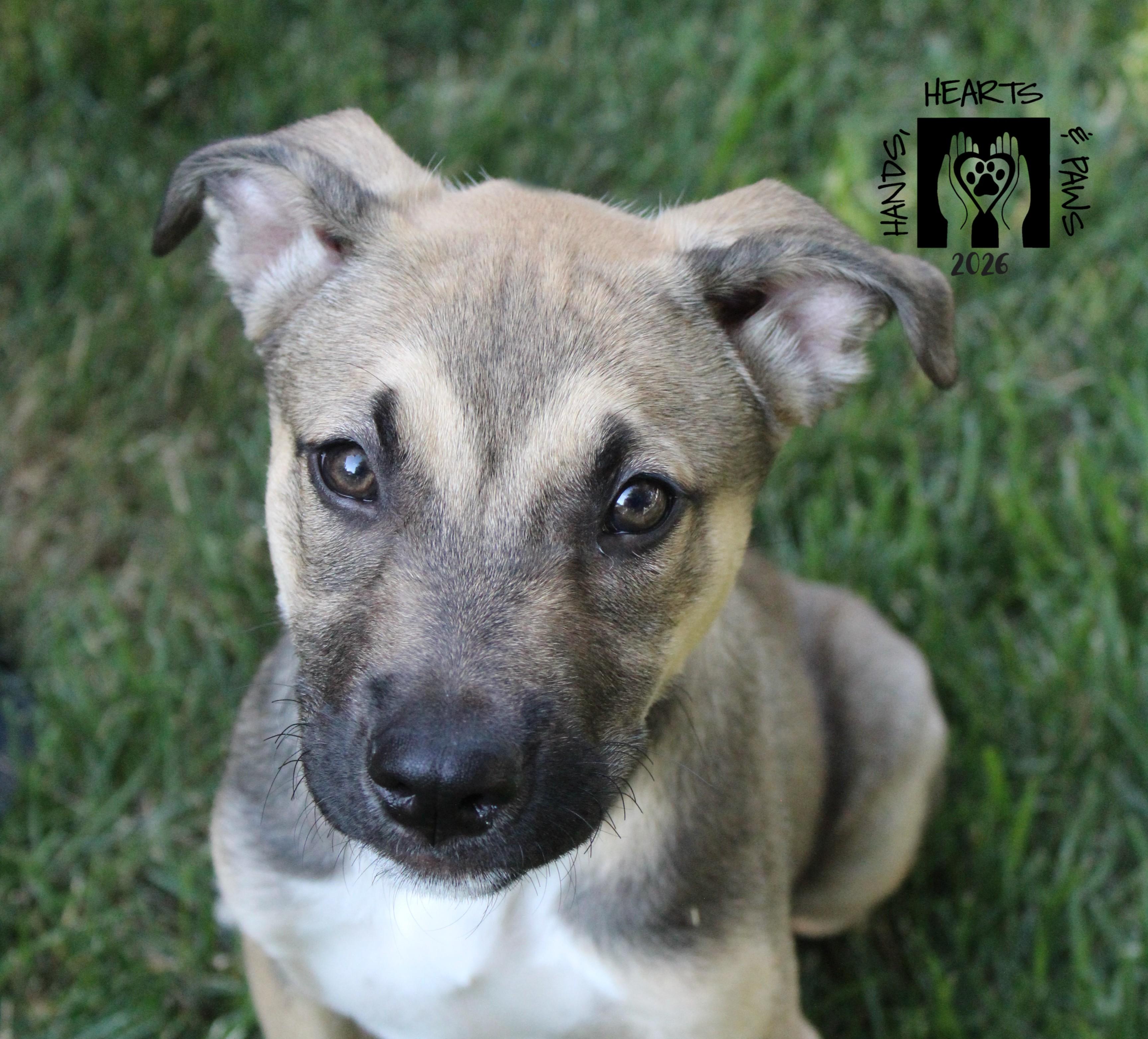 Yeah-Yeah, a Adoptable mixed breed in Omaha, NE image 4/4