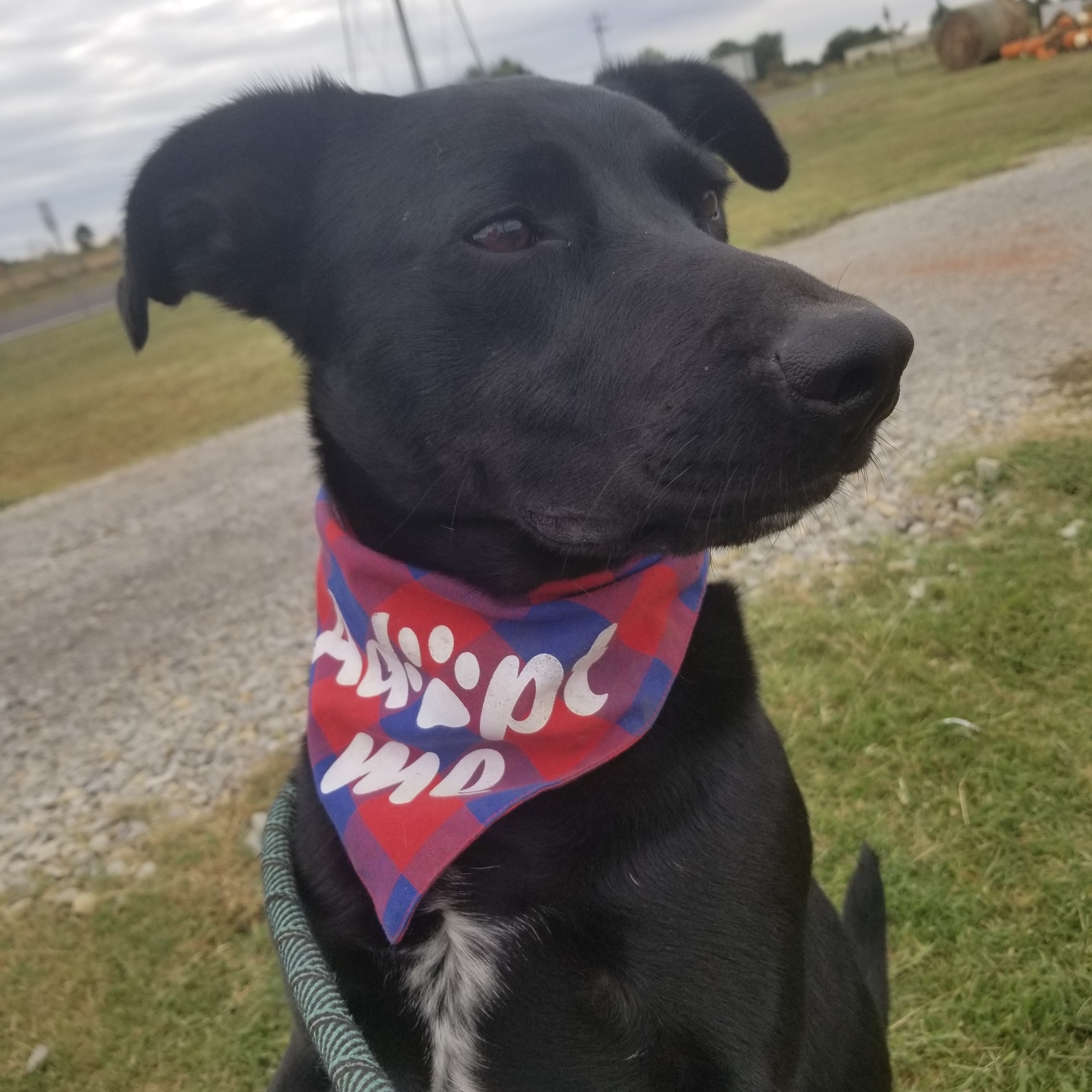 Duke Elliot, Adoptable, Young Male Black Labrador Retriever & Pit Bull Terrier.
