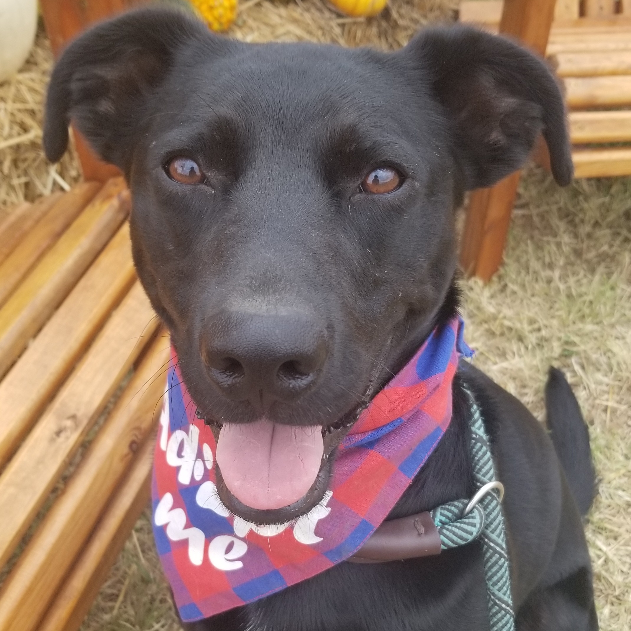 Duke Elliot, a Adoptable mixed breed in Belleville, NJ image 1/2