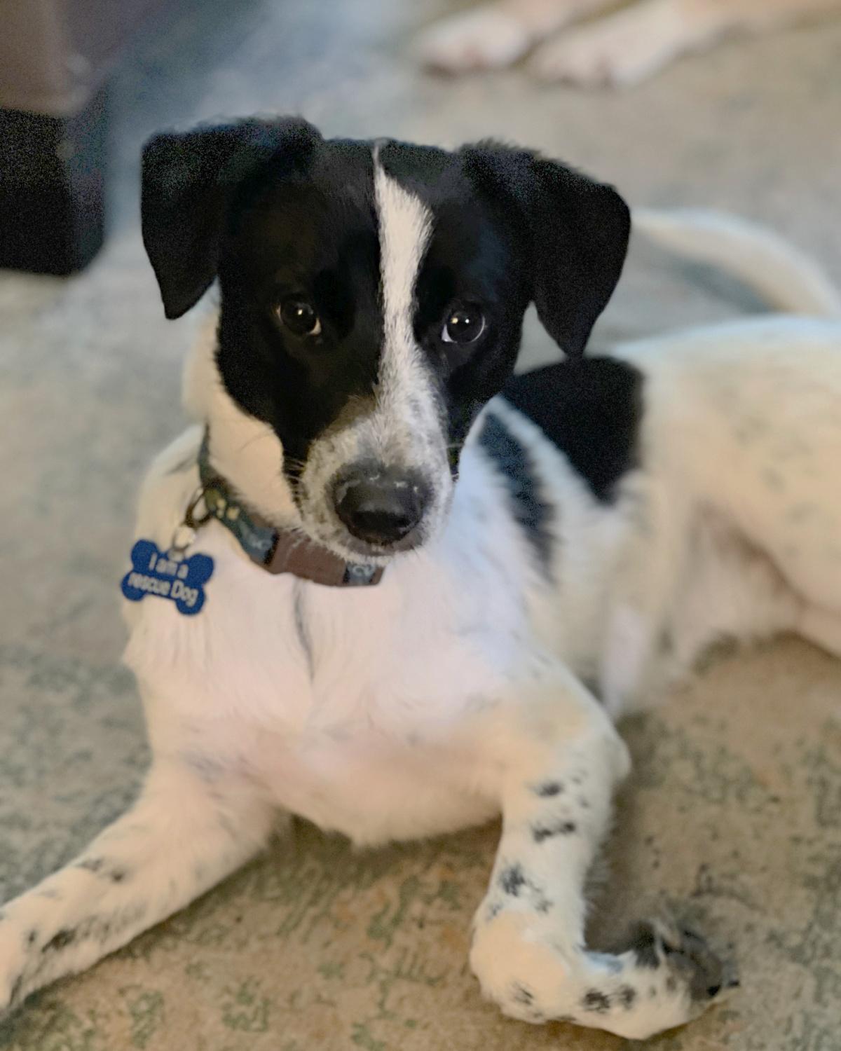 Enlarge Chess, an adopted mixed breed in Frisco, TX image 3/4