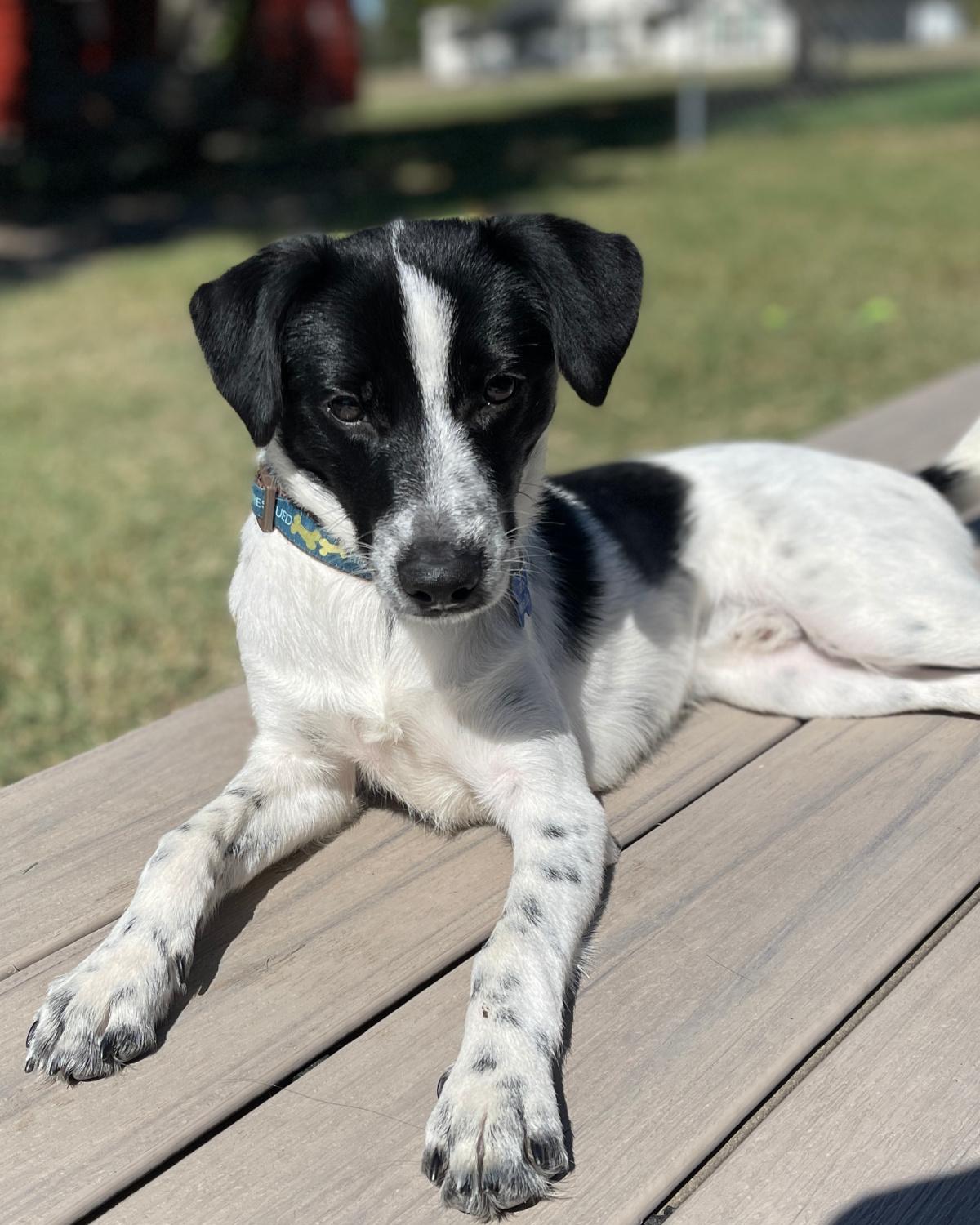 Enlarge Chess, an adopted mixed breed in Frisco, TX image 1/4