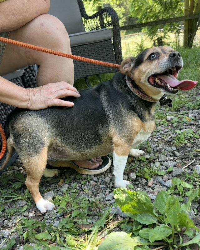 Enlarge Zuni *Adopt or Foster*, a Adoptable mixed breed in Fairfax, VA image 1/2