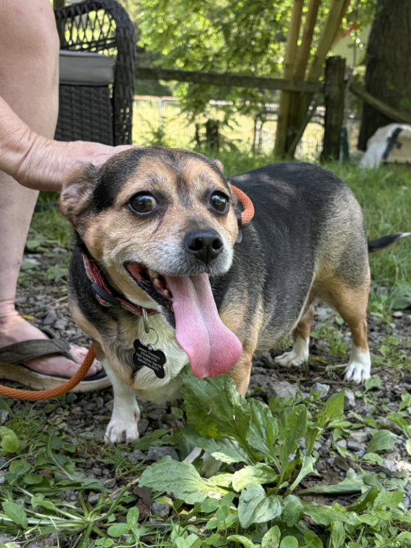 Enlarge Zuni *Adopt or Foster*, a Adoptable mixed breed in Fairfax, VA image 2/2