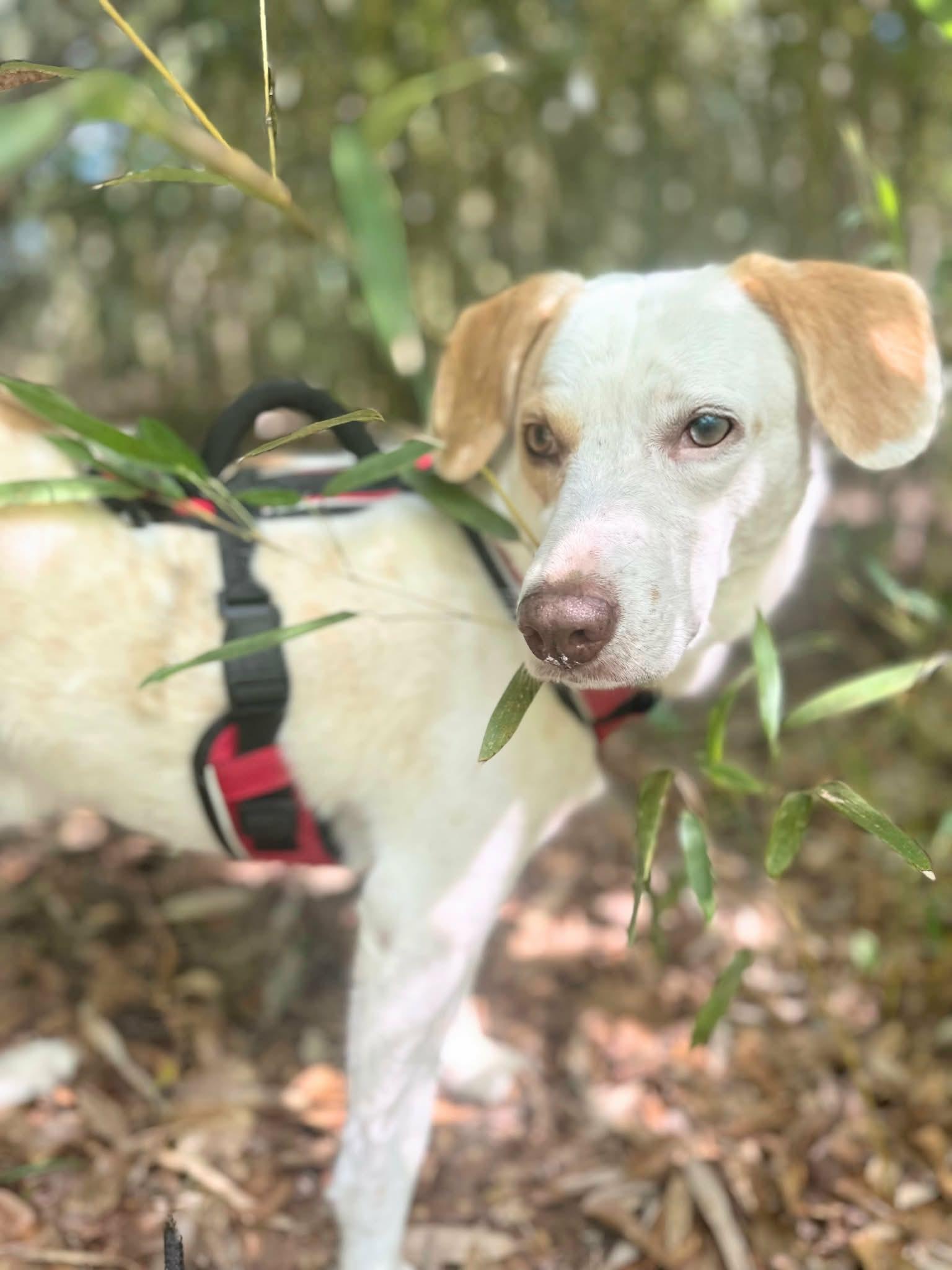 Patch, an adopted mixed breed in new orleans, LA image 6/6
