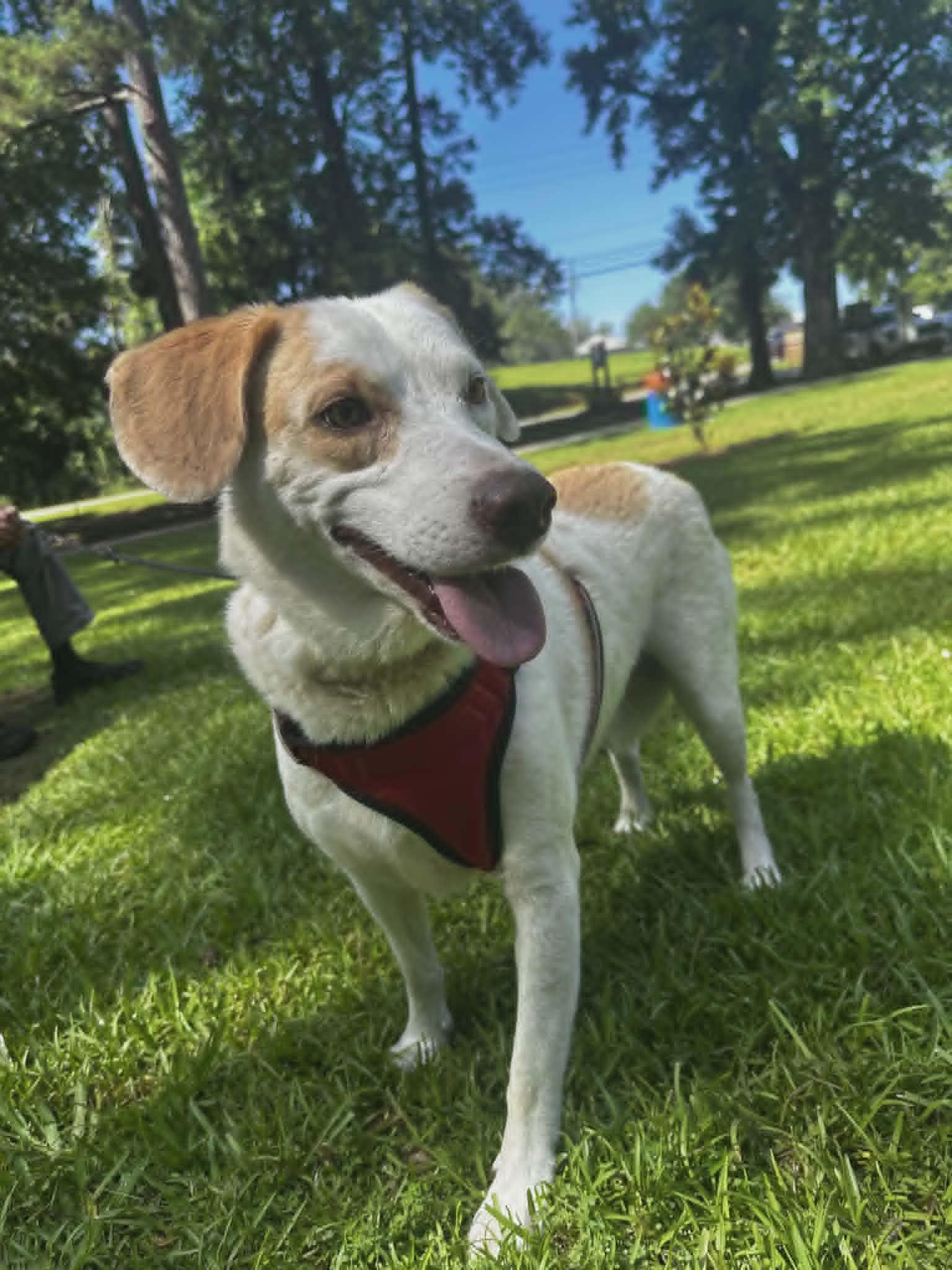Patch, an adopted mixed breed in new orleans, LA image 3/6