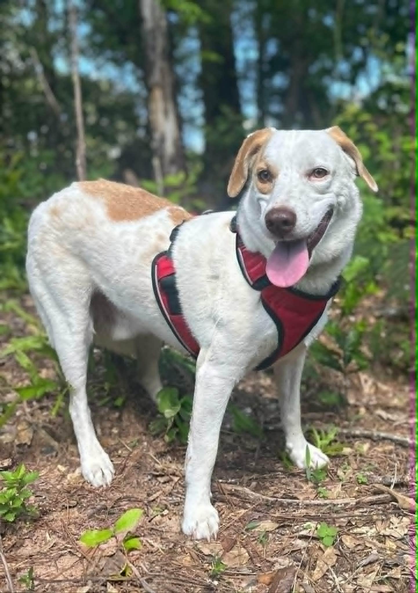 Patch, an adopted mixed breed in new orleans, LA image 2/6