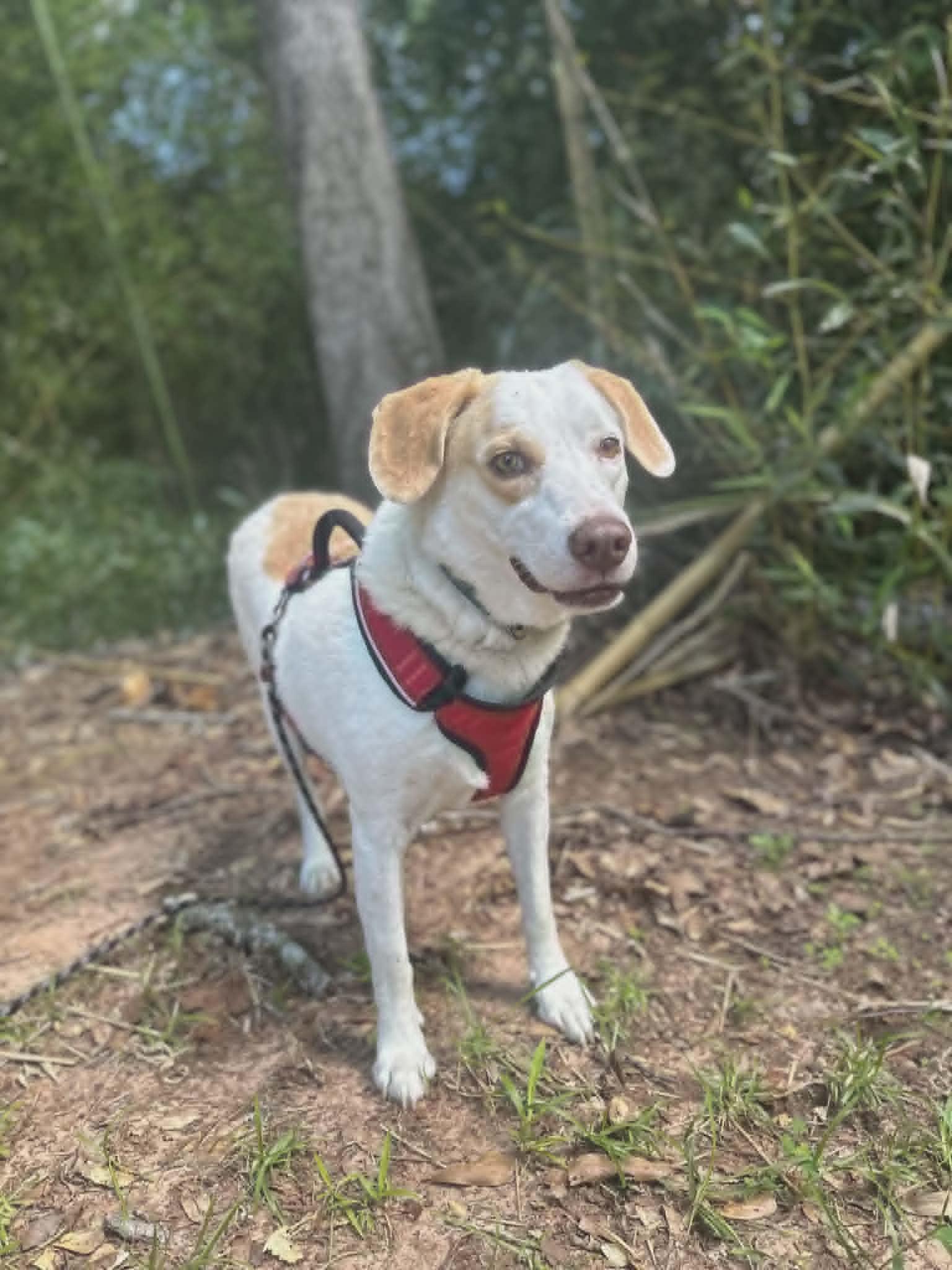 Patch, an adopted mixed breed in new orleans, LA image 4/6