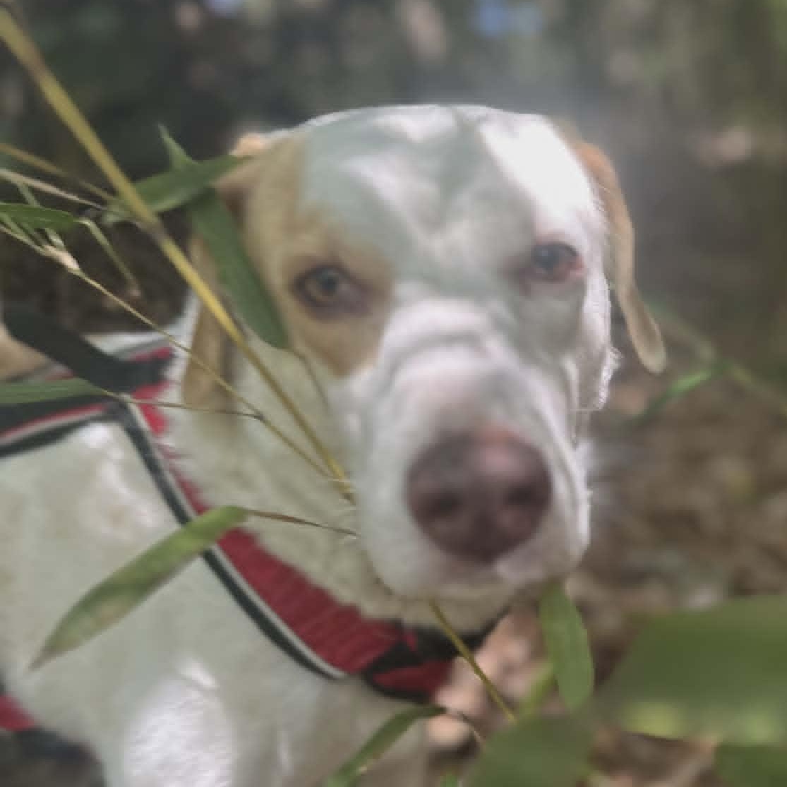 Patch, an adopted mixed breed in new orleans, LA image 5/6
