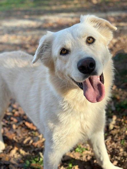 **BUTTER**, Adoptable, Young Male Labrador Retriever & Golden Retriever.