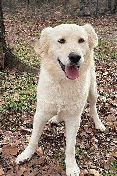 Enlarge **BUTTER**, a Adoptable mixed breed in North Prairie, WI image 2/2