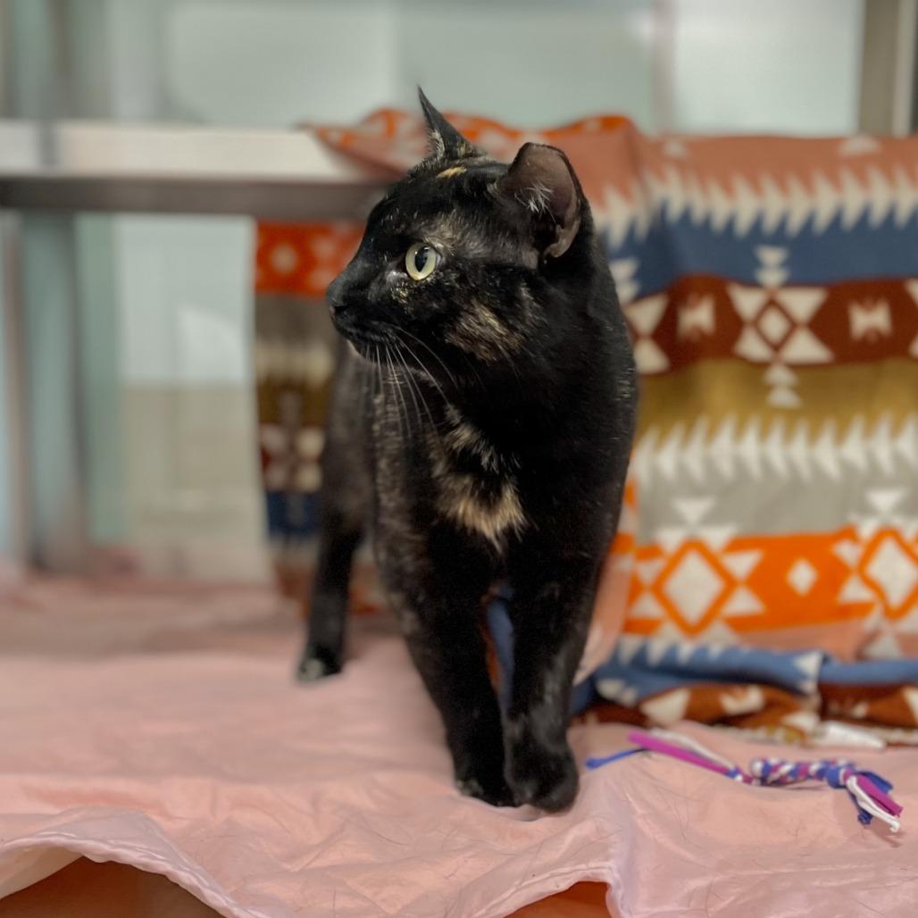 Dot, Adoptable, Adult Female Domestic Short Hair.