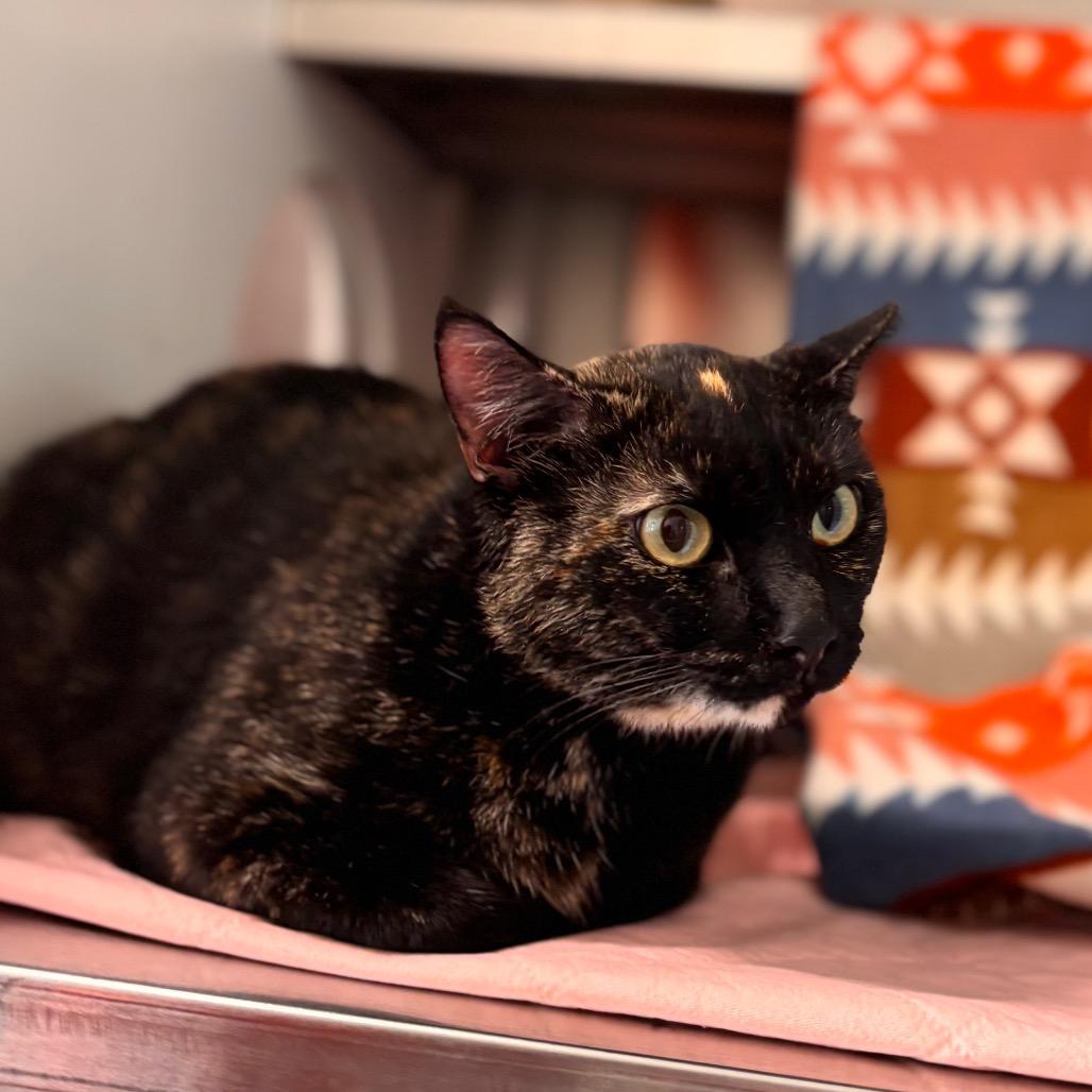 Enlarge Dot, a Adoptable Domestic Short Hair in Nashville, IN image 1/1