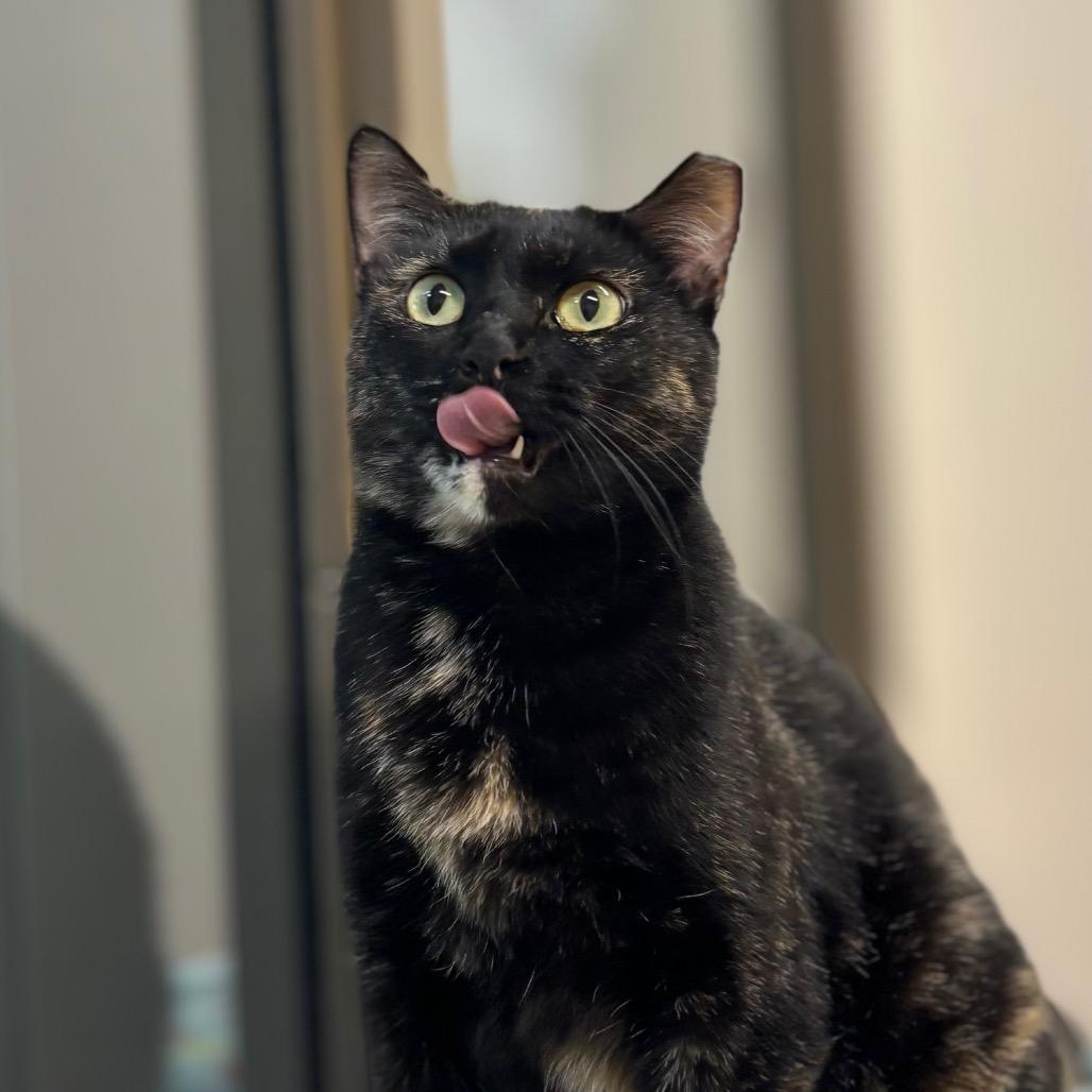Dot, a Adoptable Domestic Short Hair in Nashville, IN image 2/6