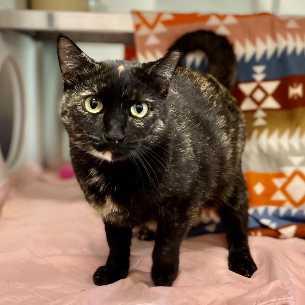 Dot, a Adoptable Domestic Short Hair in Nashville, IN image 3/6