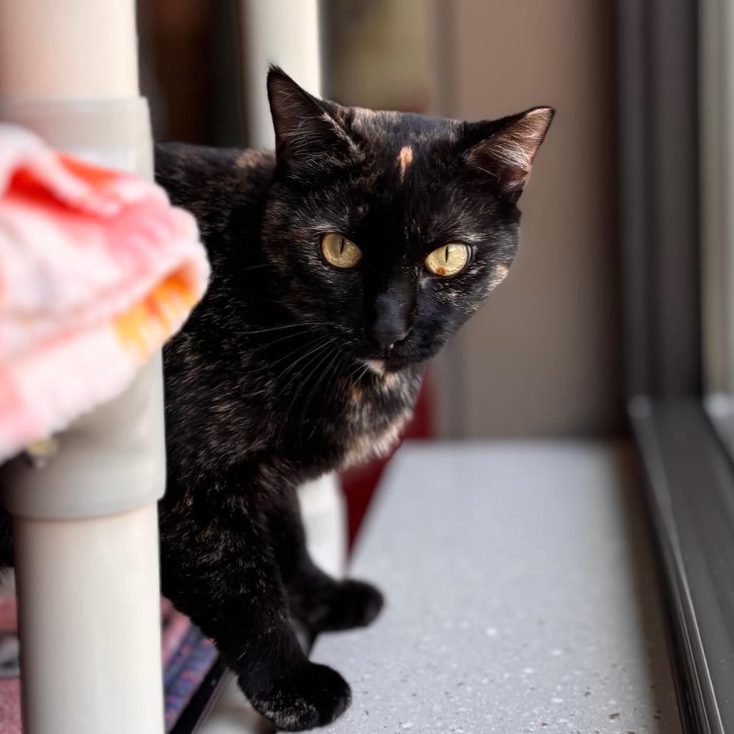Dot, a Adoptable Domestic Short Hair in Nashville, IN image 4/6