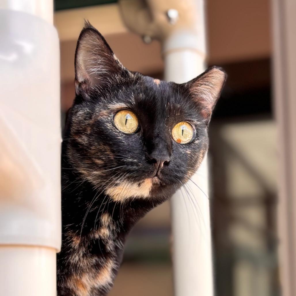 Dot, a Adoptable Domestic Short Hair in Nashville, IN image 5/6