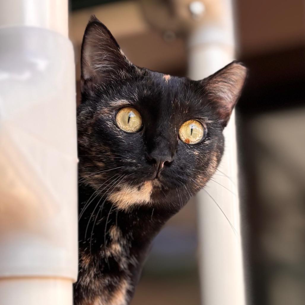 Dot, a Adoptable Domestic Short Hair in Nashville, IN image 6/6