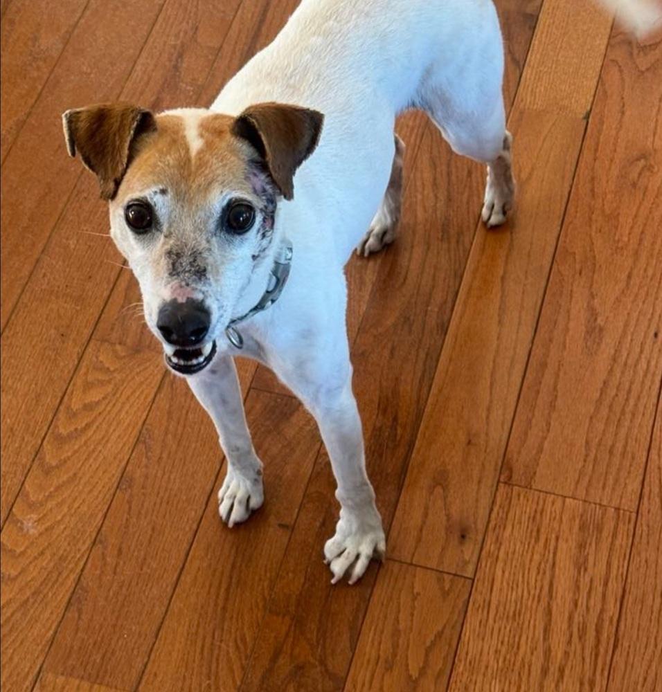 Enlarge Nick, a Adoptable mixed breed in Warrenton, MO image 1/6