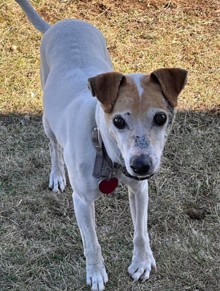 Enlarge Nick, a Adoptable mixed breed in Warrenton, MO image 2/6