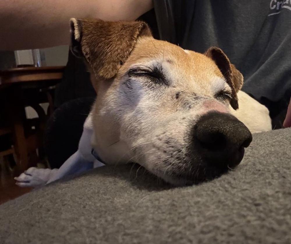 Enlarge Nick, a Adoptable mixed breed in Warrenton, MO image 3/6