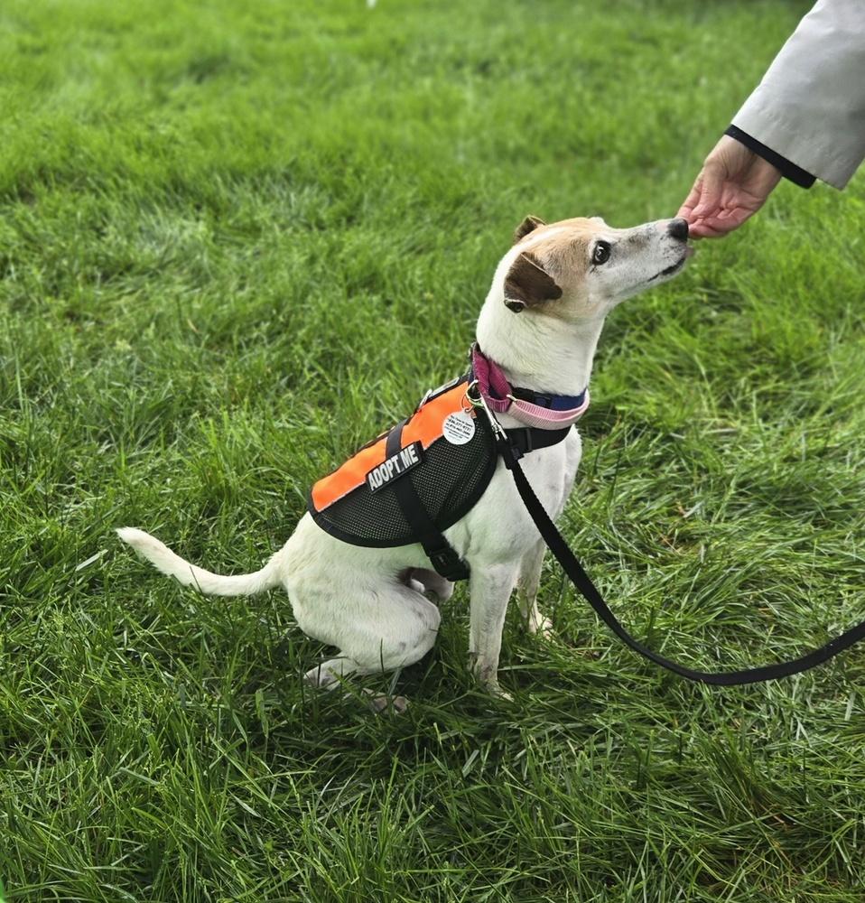 Enlarge Nick, a Adoptable mixed breed in Warrenton, MO image 4/6