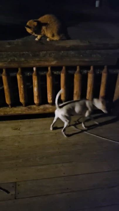 Enlarge Nick, a Adoptable mixed breed in Warrenton, MO video 6/6