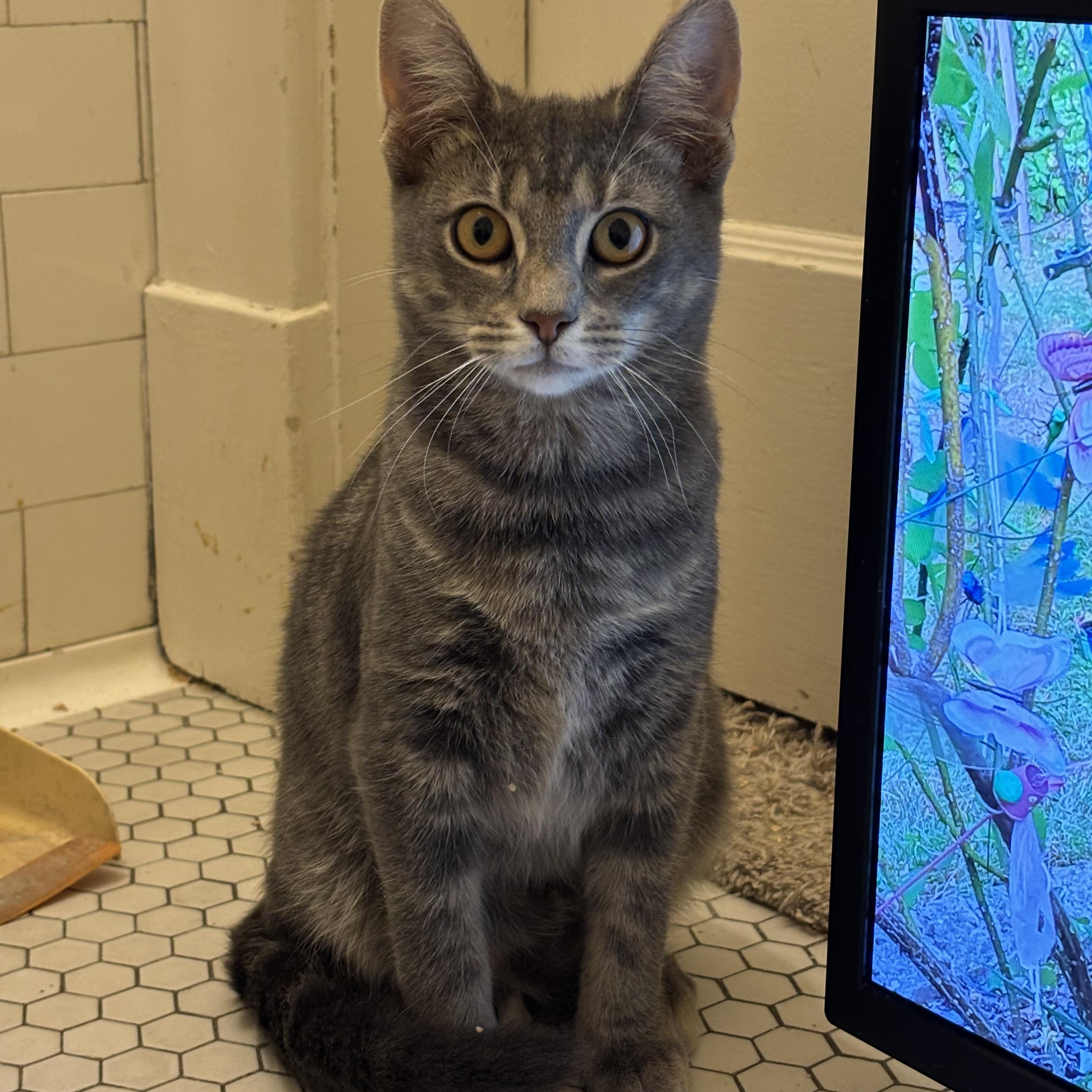 Enlarge Sauerkraut Saul, a Adoptable Domestic Short Hair in Pittsburgh, PA image 4/6