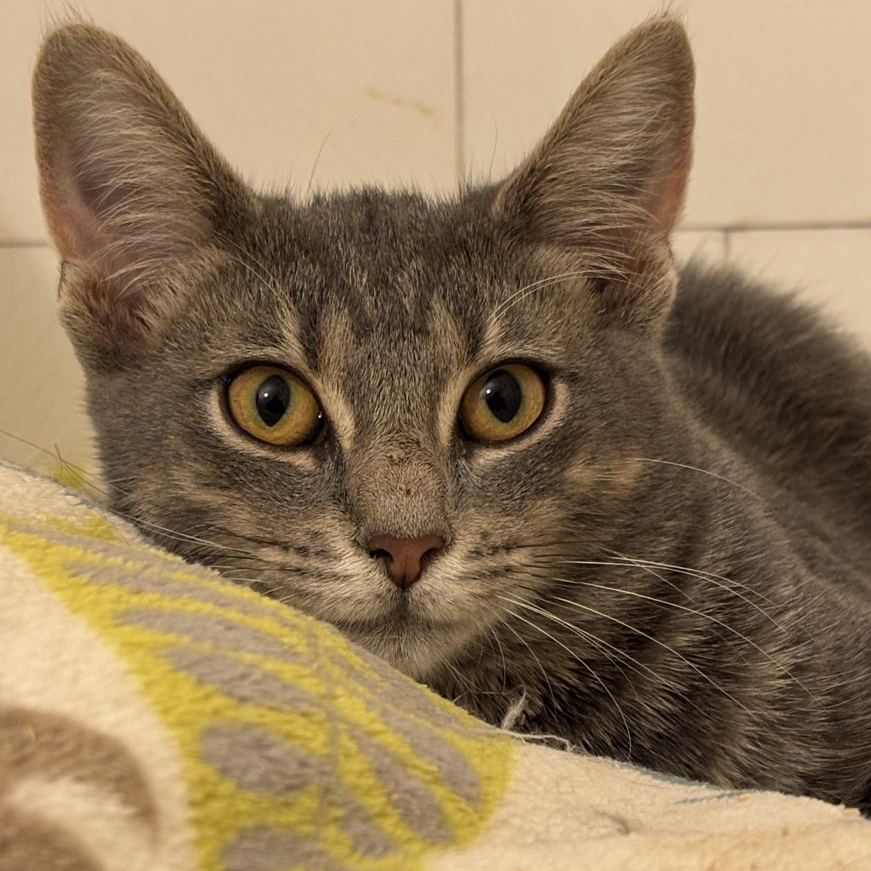Enlarge Sauerkraut Saul, a Adoptable Domestic Short Hair in Pittsburgh, PA image 6/6