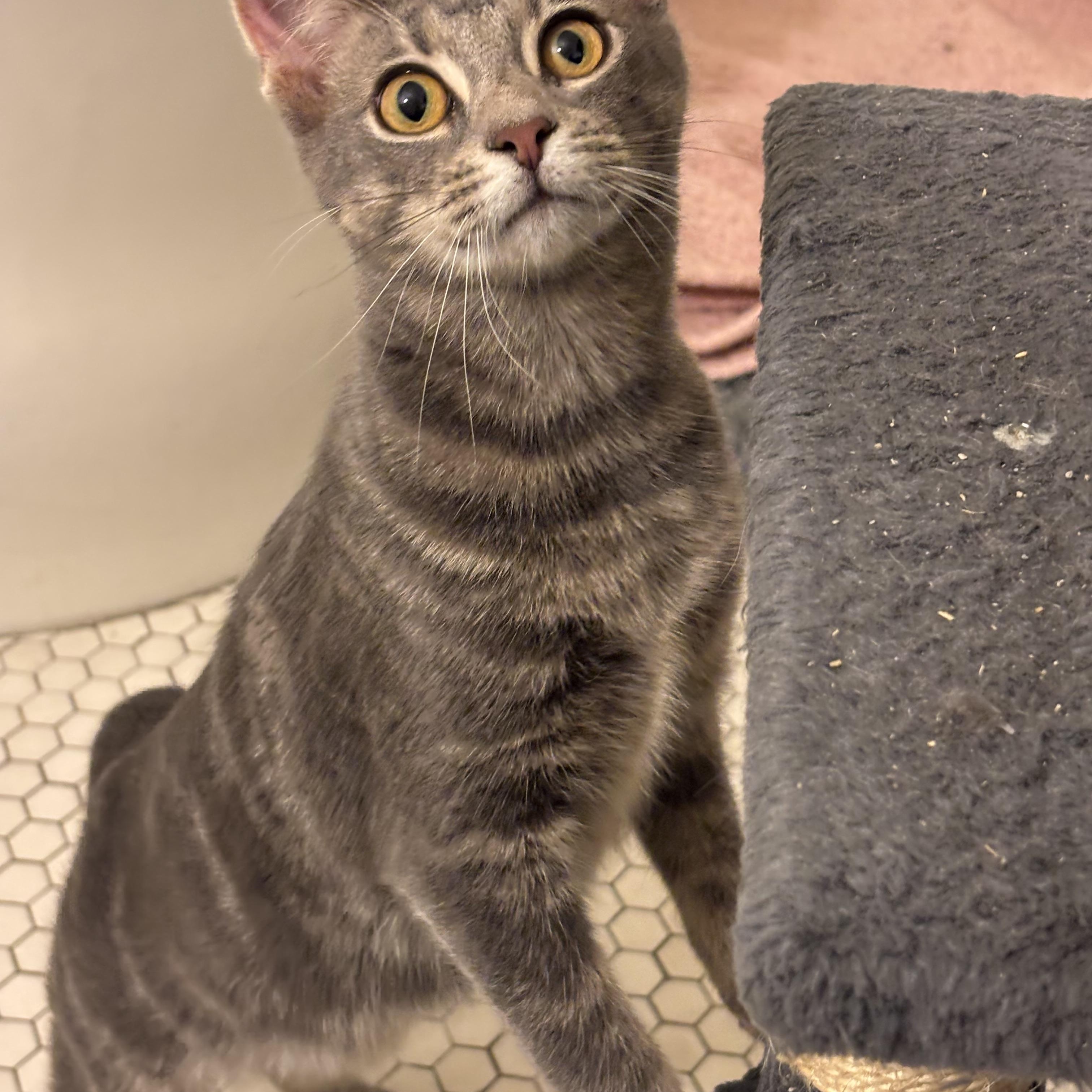 Enlarge Sauerkraut Saul, a Adoptable Domestic Short Hair in Pittsburgh, PA image 2/6
