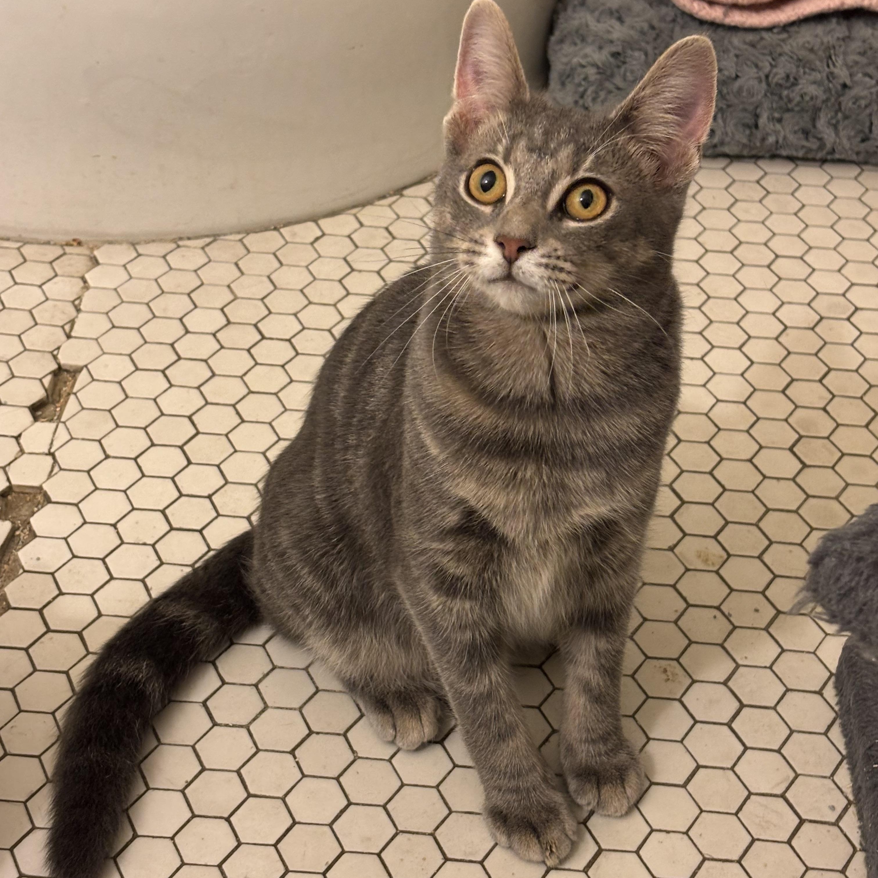 Enlarge Sauerkraut Saul, a Adoptable Domestic Short Hair in Pittsburgh, PA image 1/6