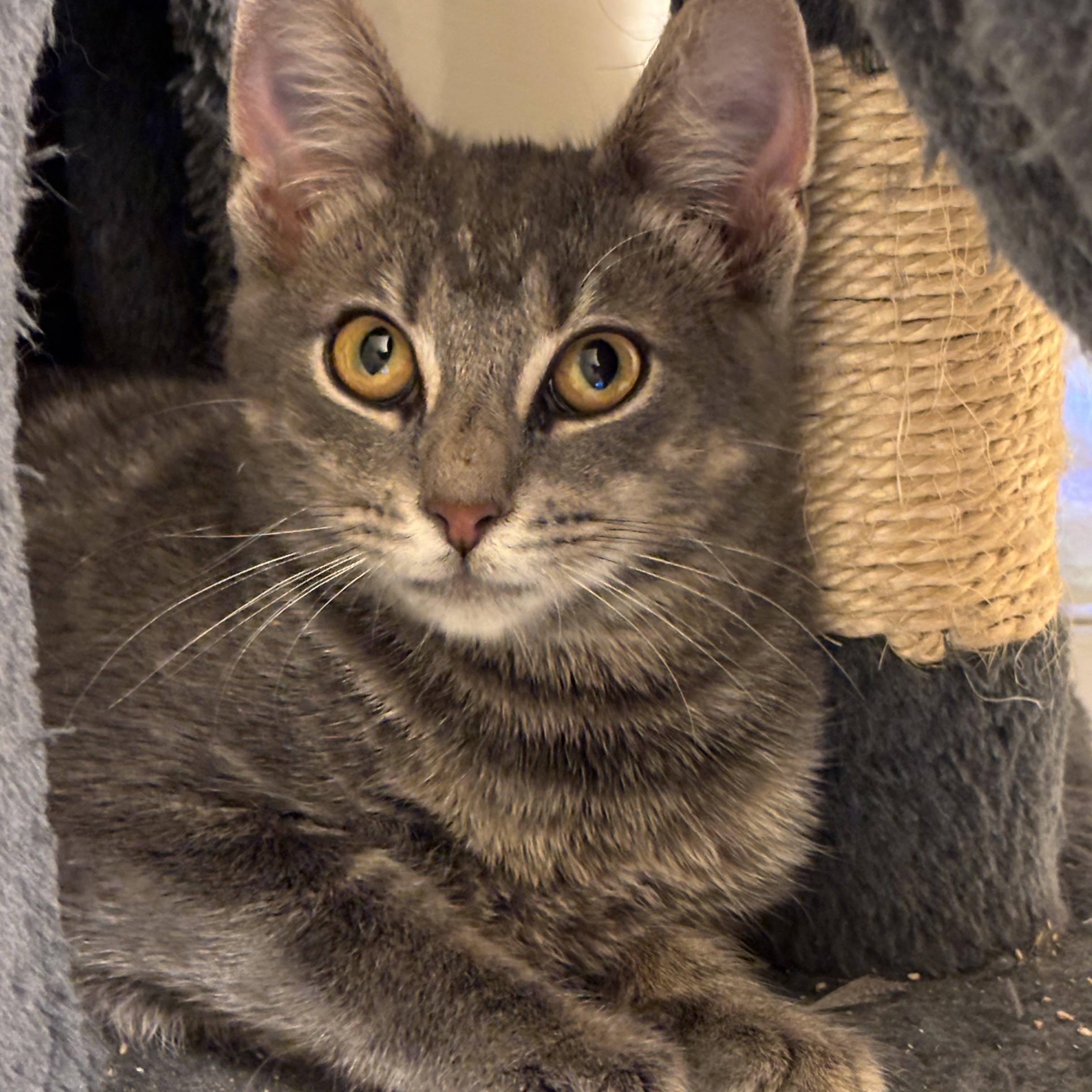 Enlarge Sauerkraut Saul, a Adoptable Domestic Short Hair in Pittsburgh, PA image 5/6