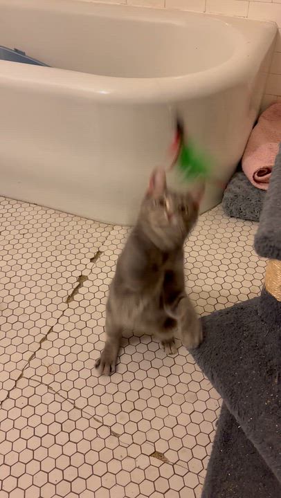 Enlarge Sauerkraut Saul, a Adoptable Domestic Short Hair in Pittsburgh, PA video 3/6