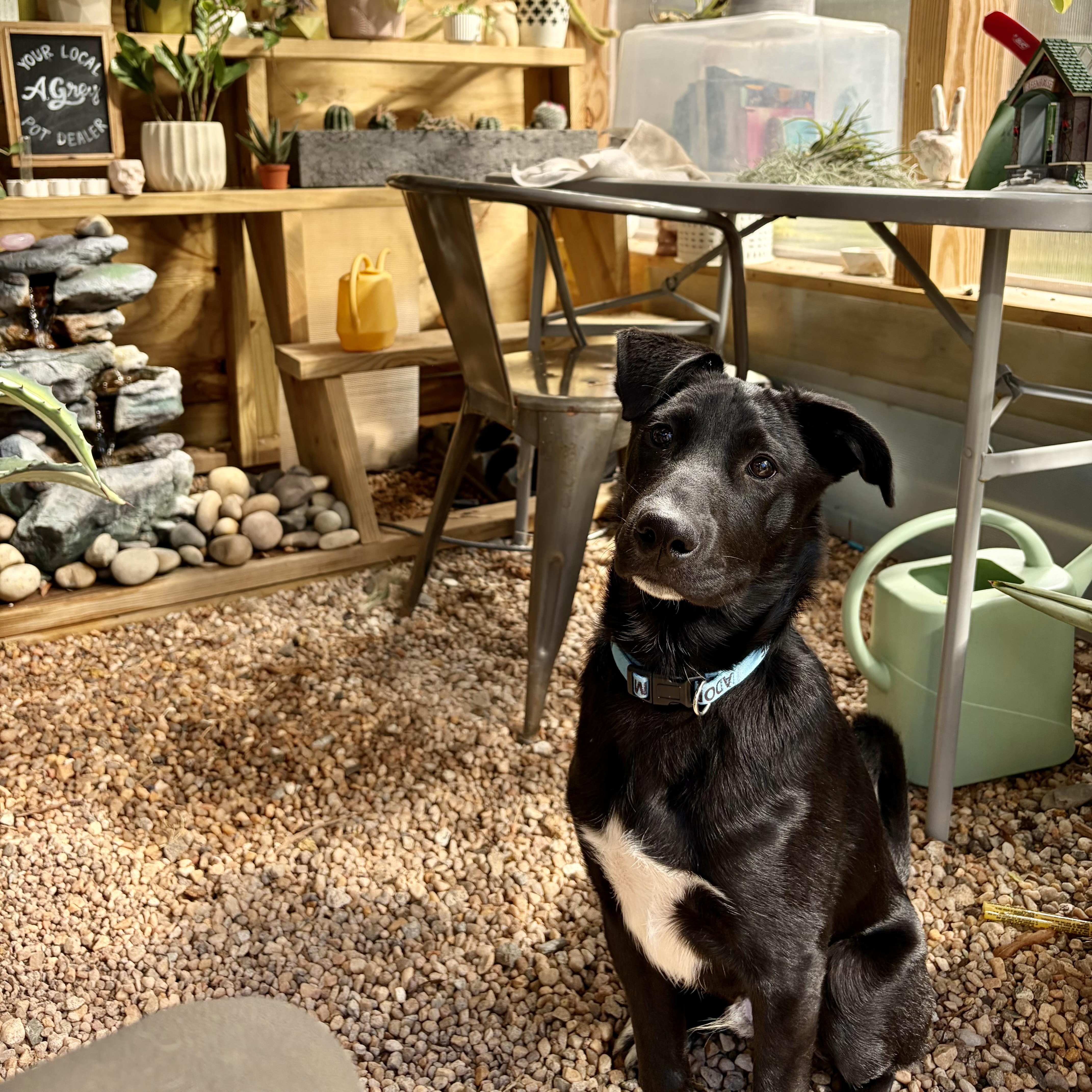 Alvin, an adopted mixed breed in Charlotte, NC image 3/5