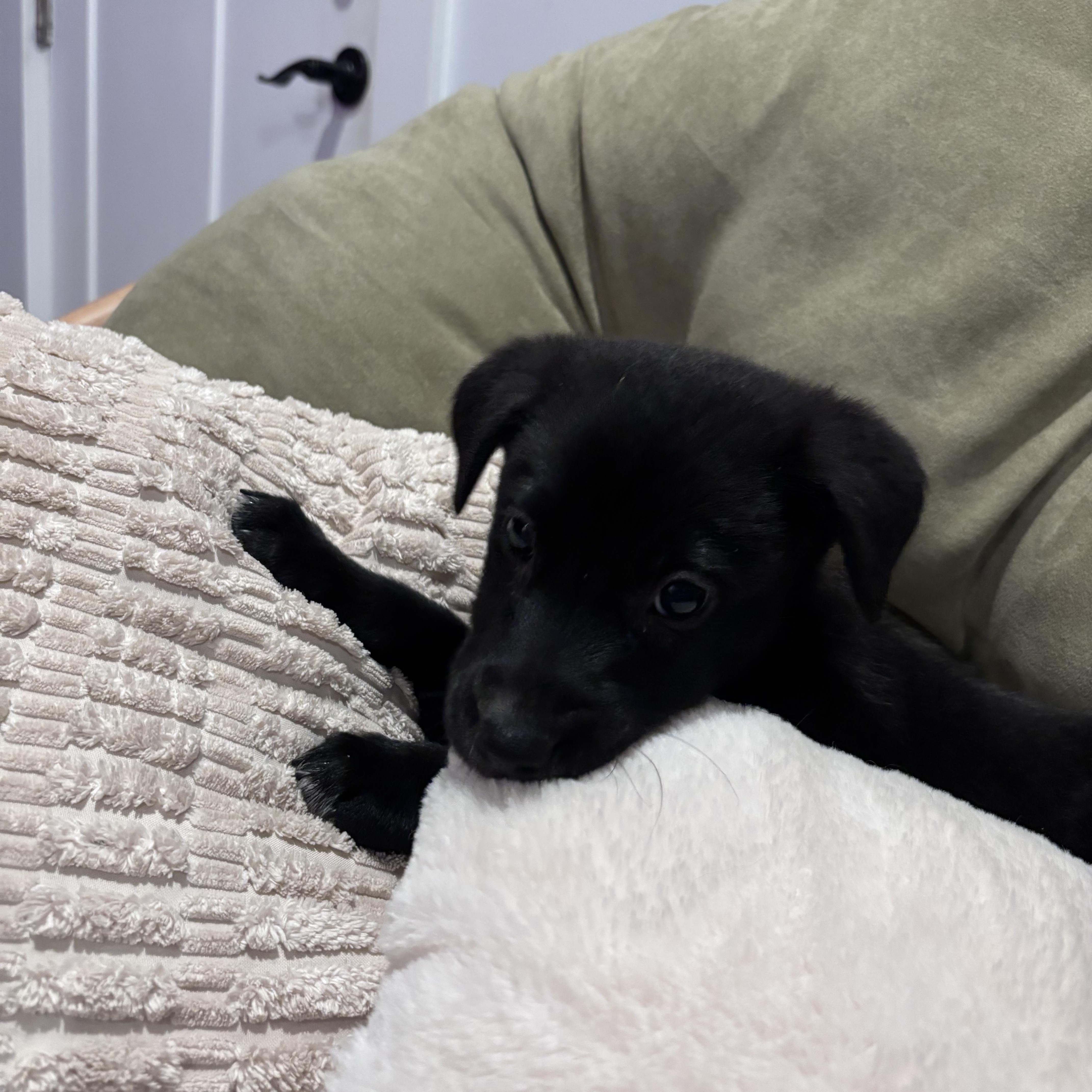 Enlarge Alvin, a Adoptable Mixed Breed in Charlotte, NC image 3/4