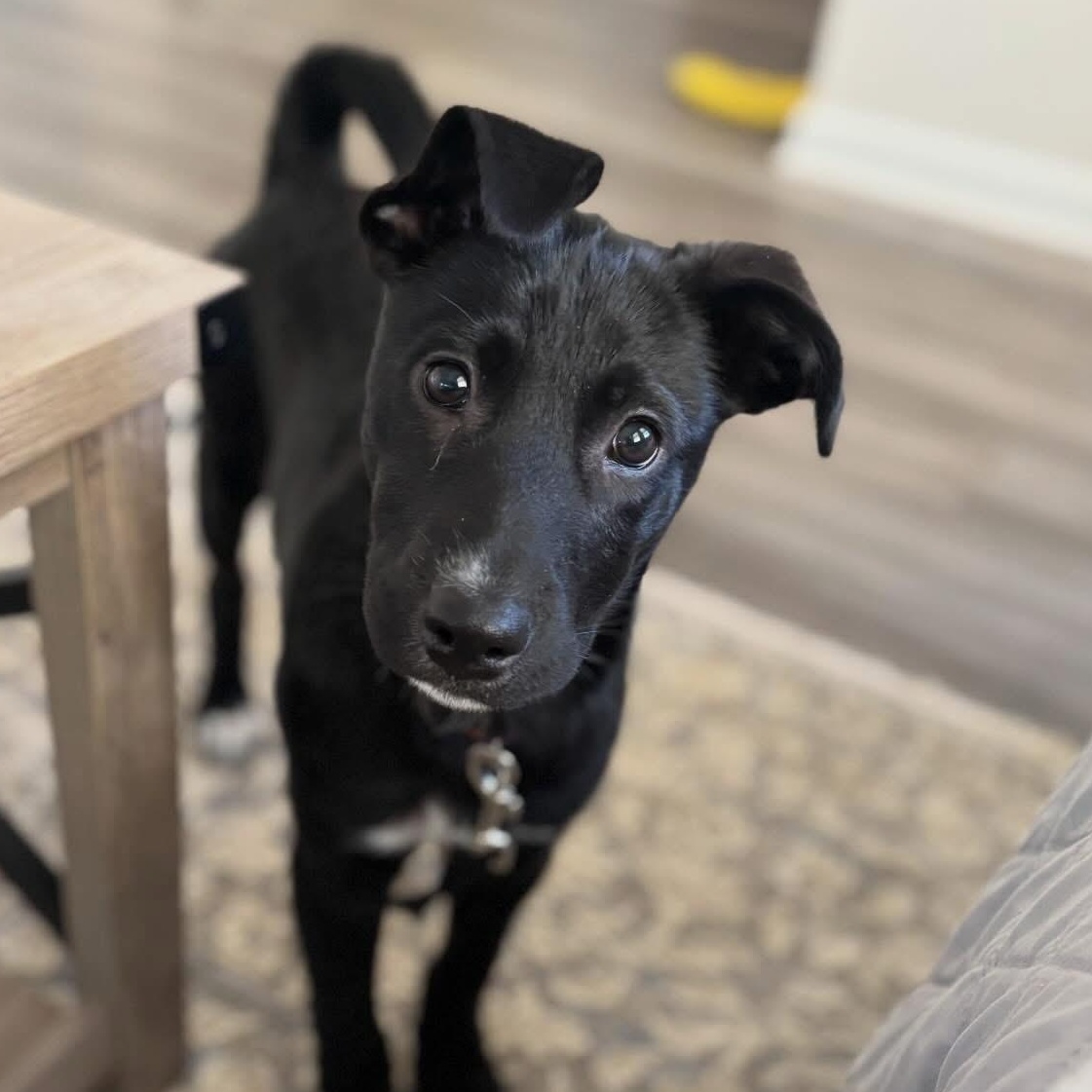 Alvin, Adoptable, Puppy Male Mixed Breed.