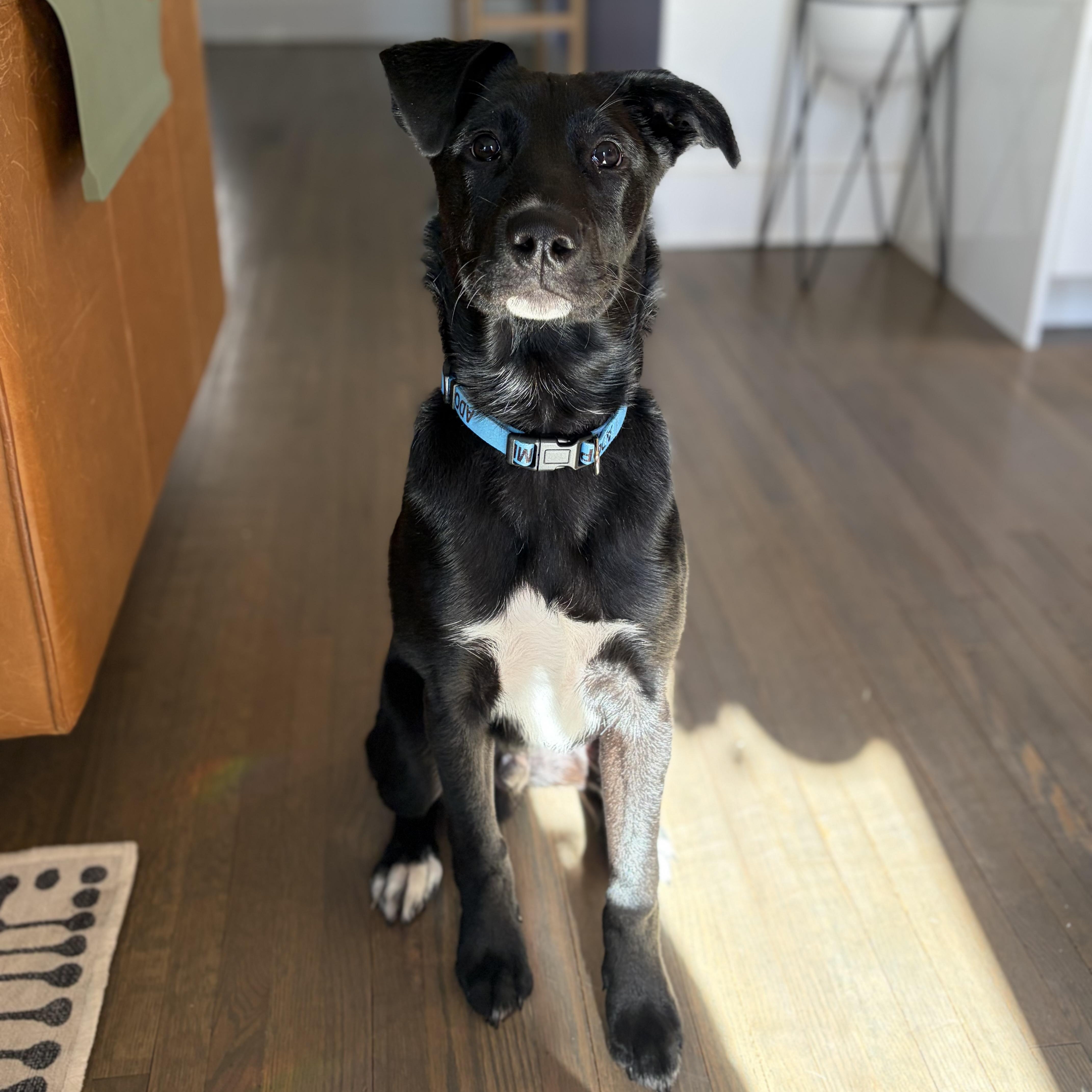 Alvin, an adopted mixed breed in Charlotte, NC image 1/5