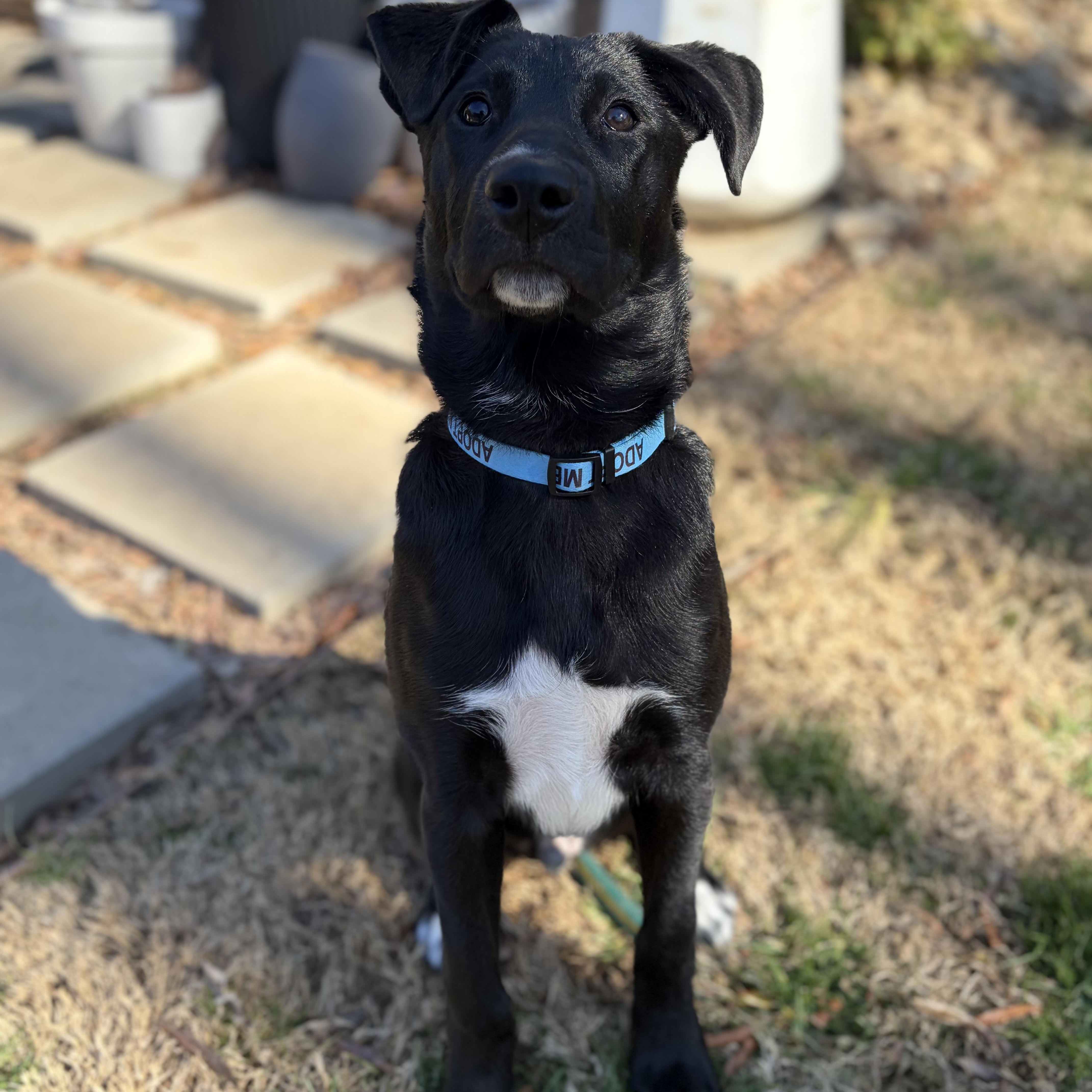 Alvin, an adopted mixed breed in Charlotte, NC image 2/5
