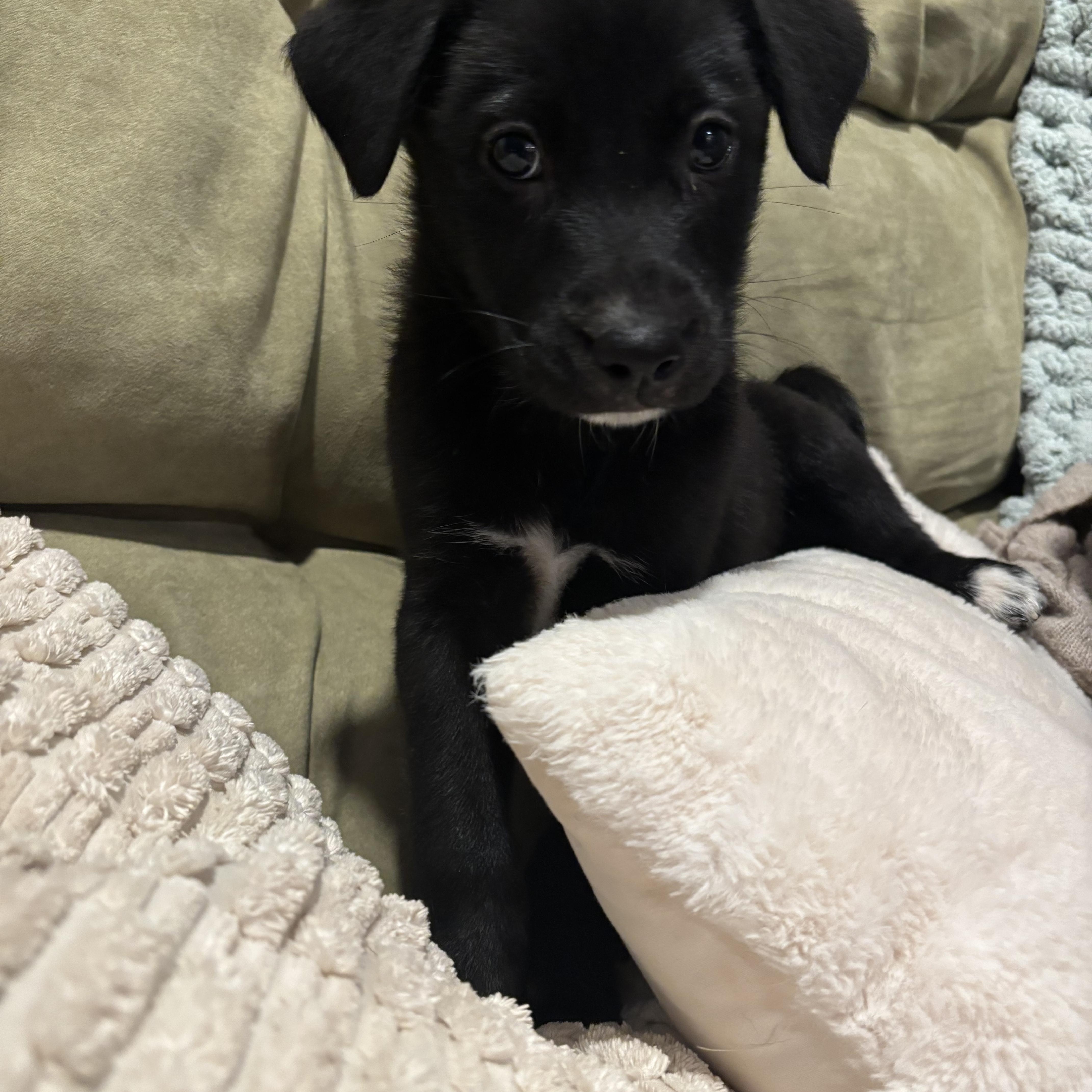 Enlarge Alvin, a Adoptable Mixed Breed in Charlotte, NC image 4/4