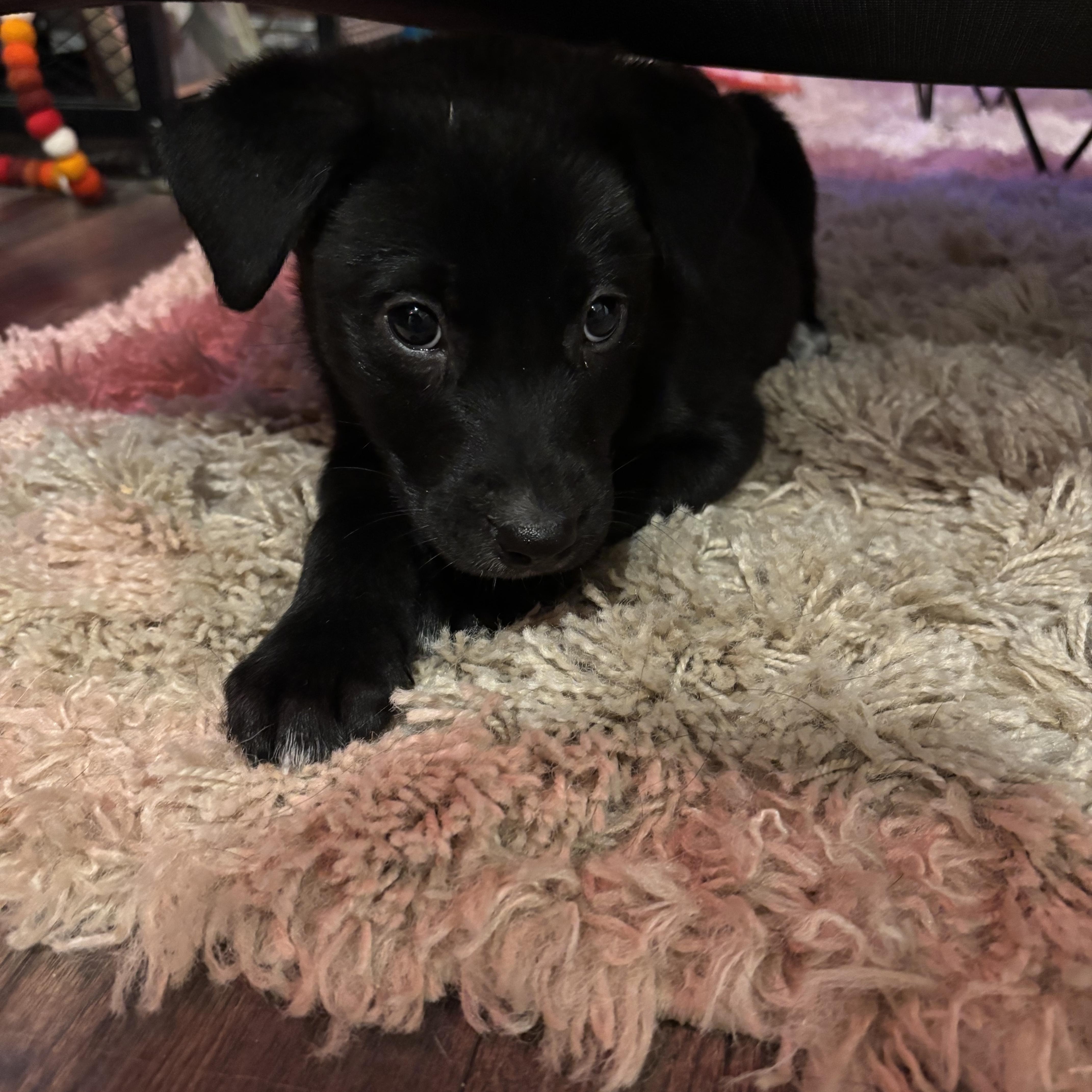 Enlarge Alvin, a Adoptable Mixed Breed in Charlotte, NC image 2/4