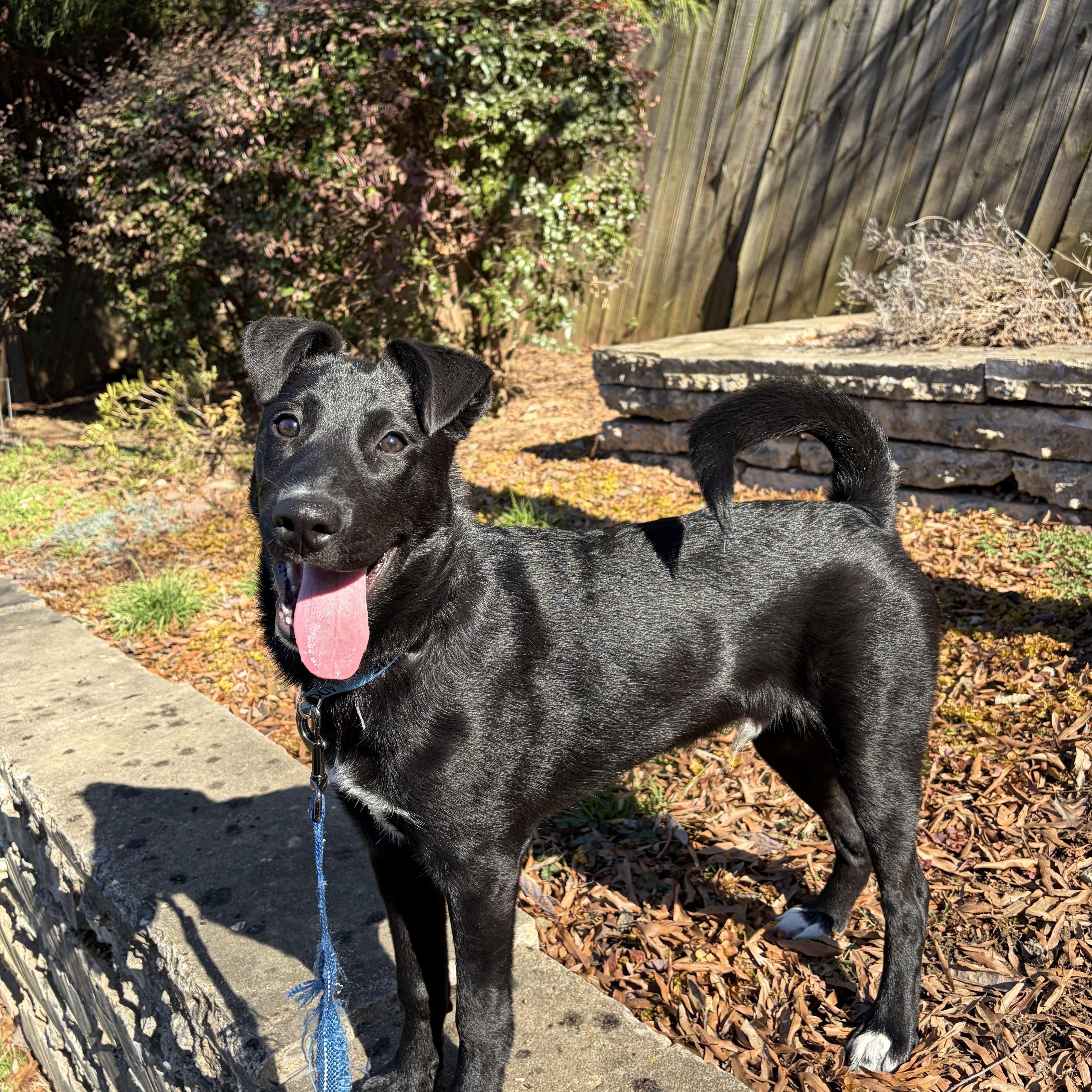 Alvin, an adopted mixed breed in Charlotte, NC image 5/5
