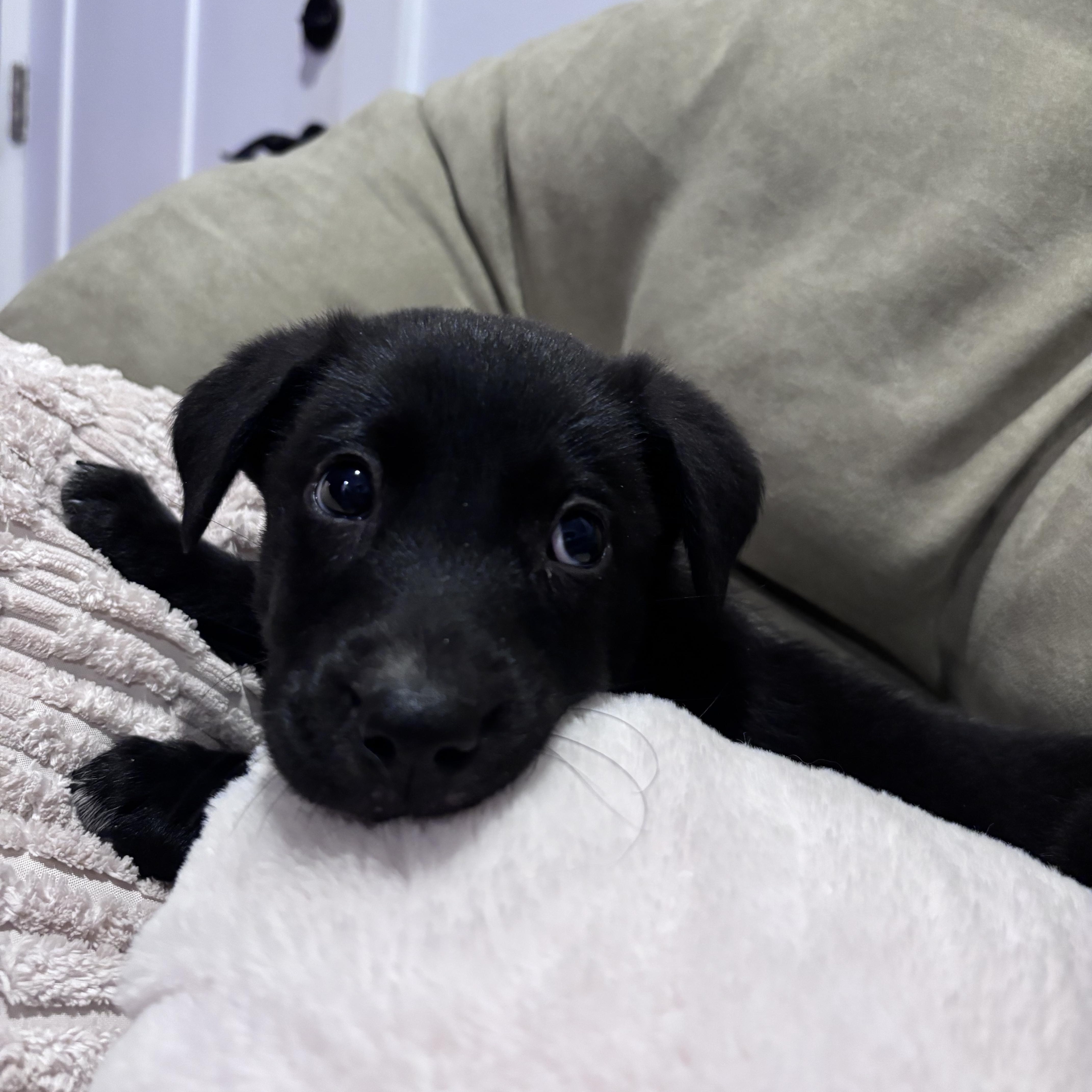 Alvin, Adoptable, Puppy Male Mixed Breed.