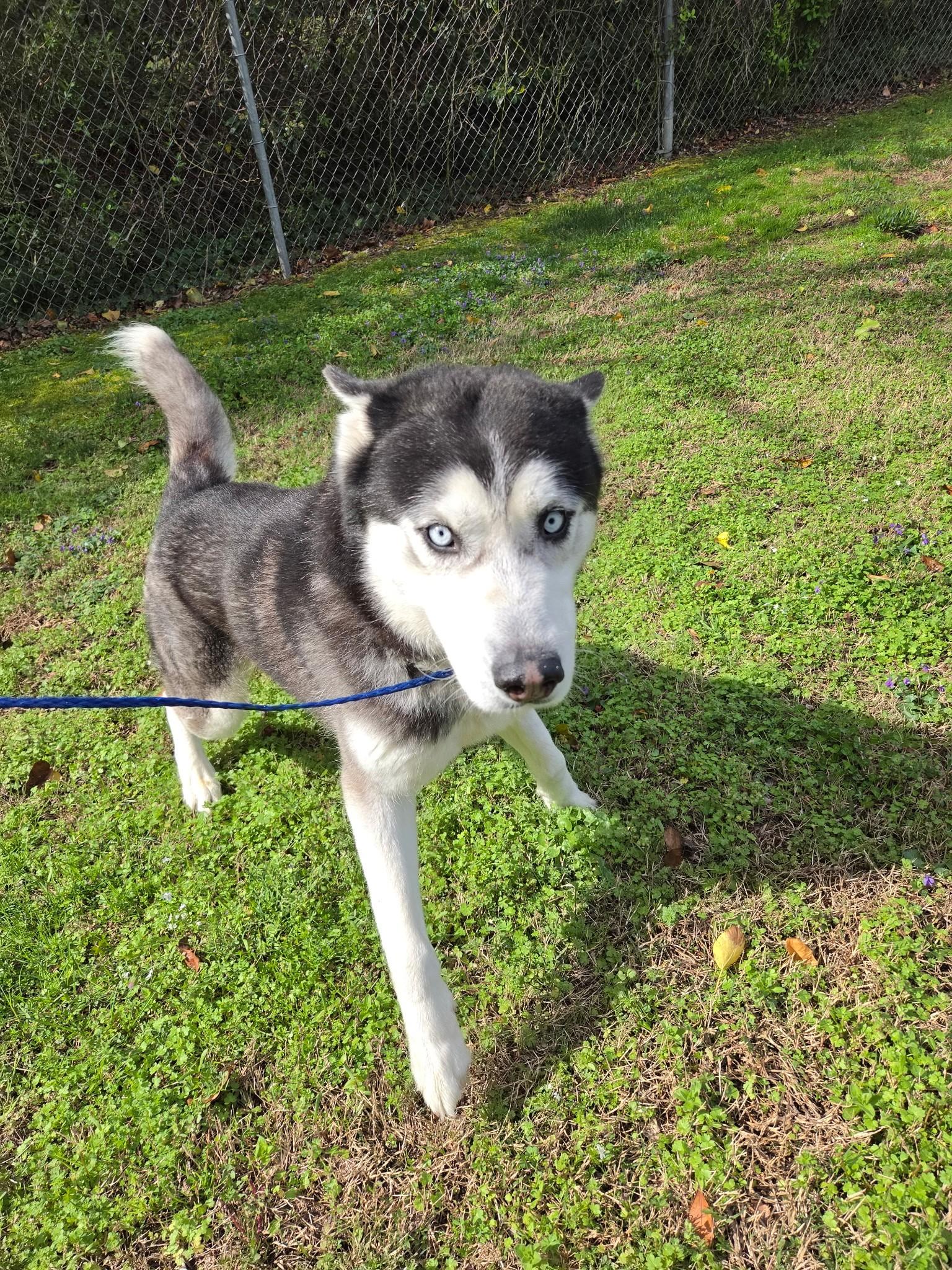 Enlarge Martin20544 (ADOPTED), an adopted mixed breed in Rocky Mount, NC image 1/3