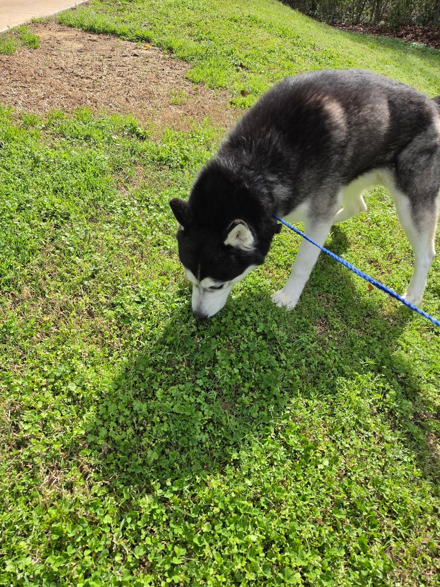 Enlarge Martin20544 (ADOPTED), an adopted mixed breed in Rocky Mount, NC image 3/3