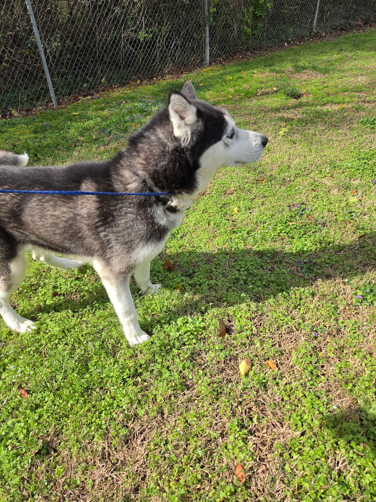 Enlarge Martin20544 (ADOPTED), an adopted mixed breed in Rocky Mount, NC image 2/3