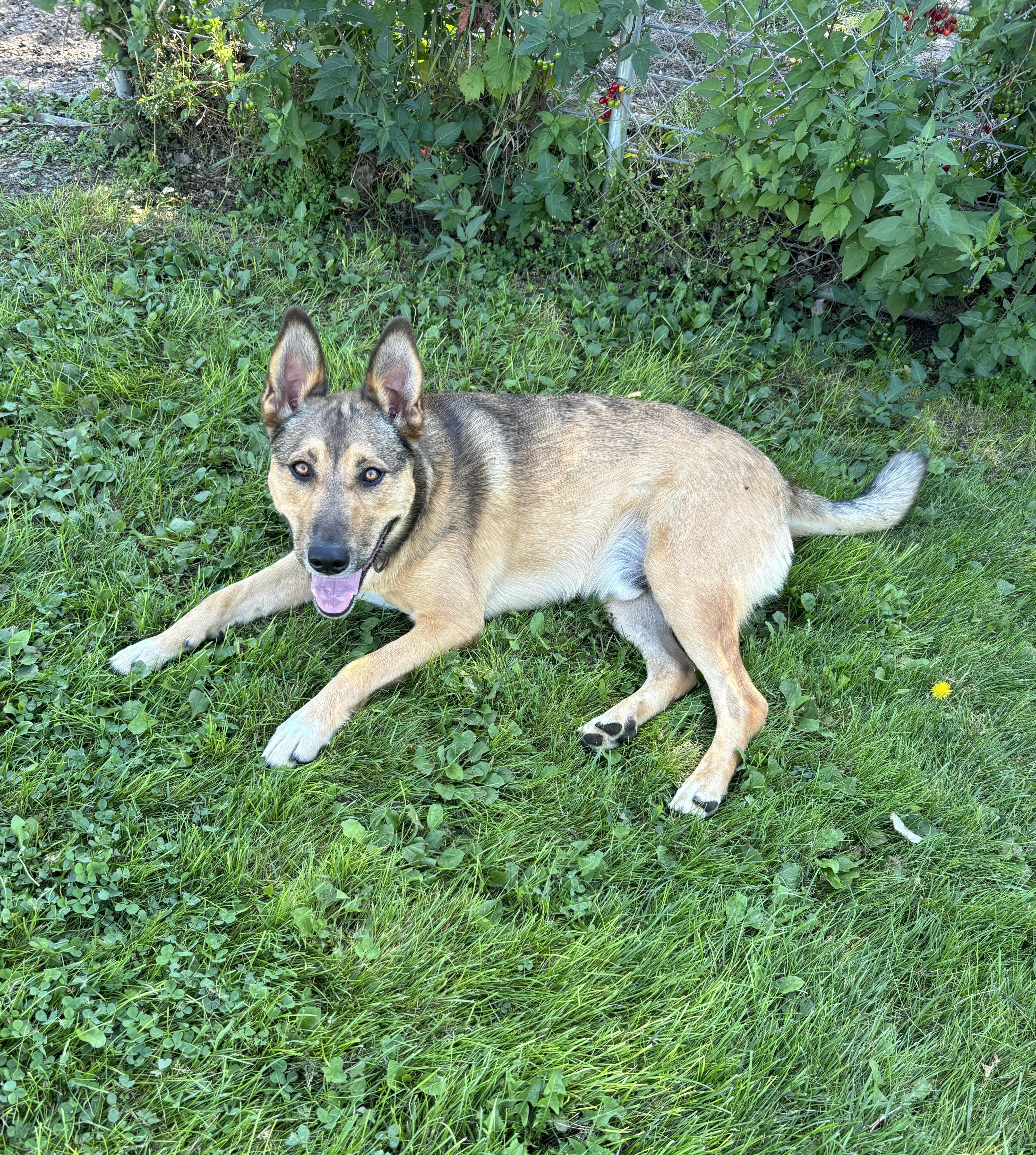 Rudy, an adoptable Shepherd in Jamestown, ND, 58402 | Photo Image 1