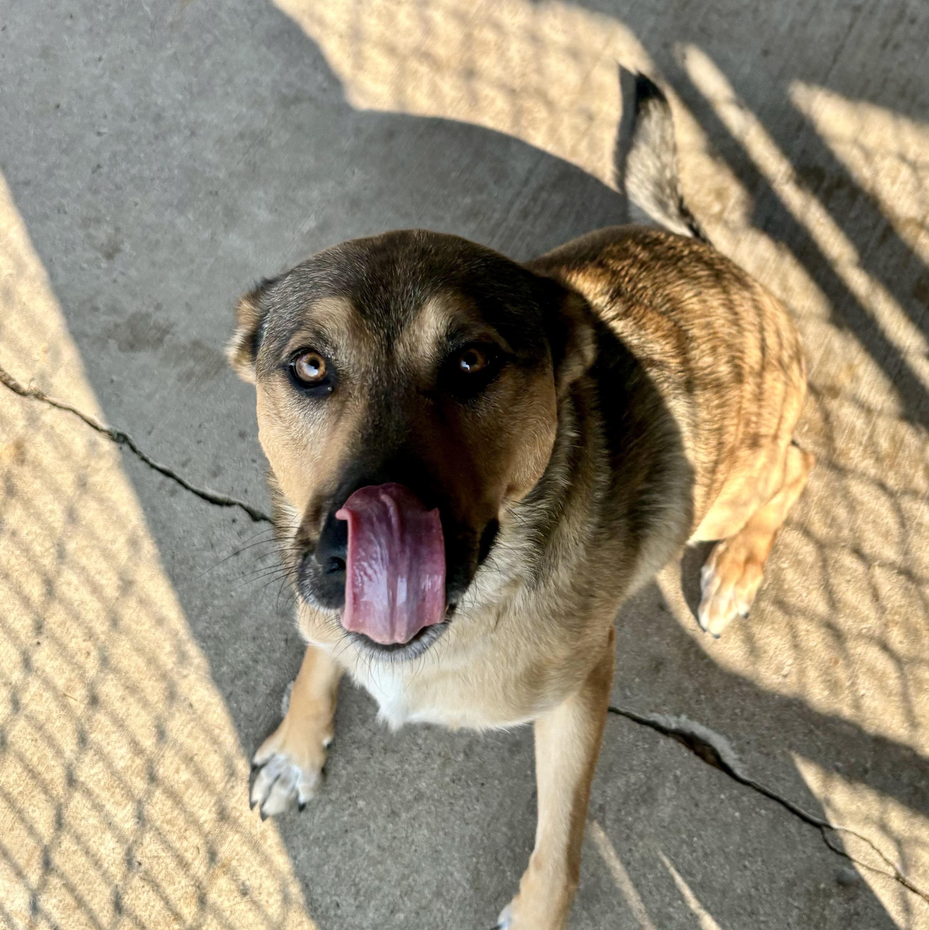 Rudy, an adoptable Shepherd in Jamestown, ND, 58402 | Photo Image 1