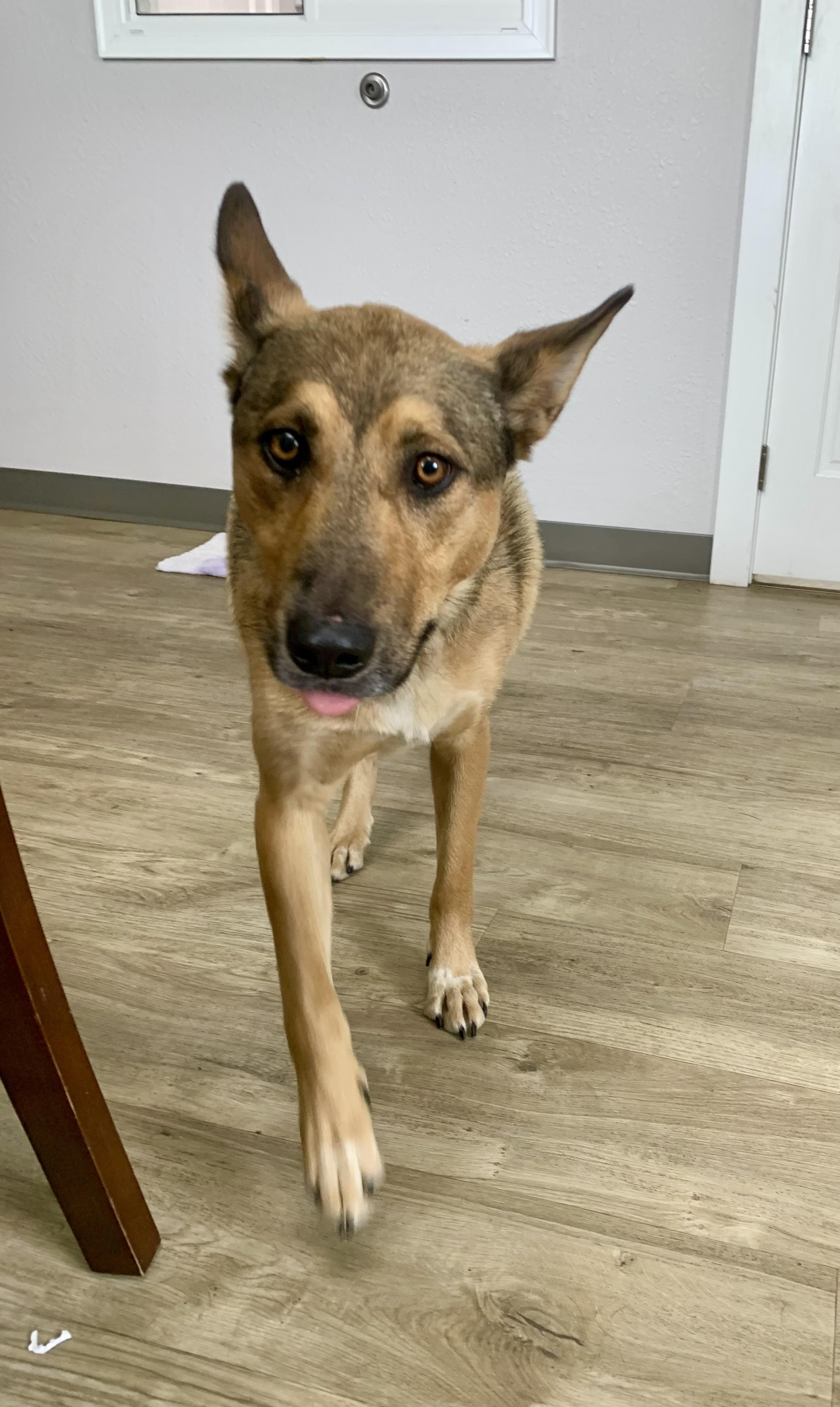 Rudy, an adoptable Shepherd in Jamestown, ND, 58402 | Photo Image 3