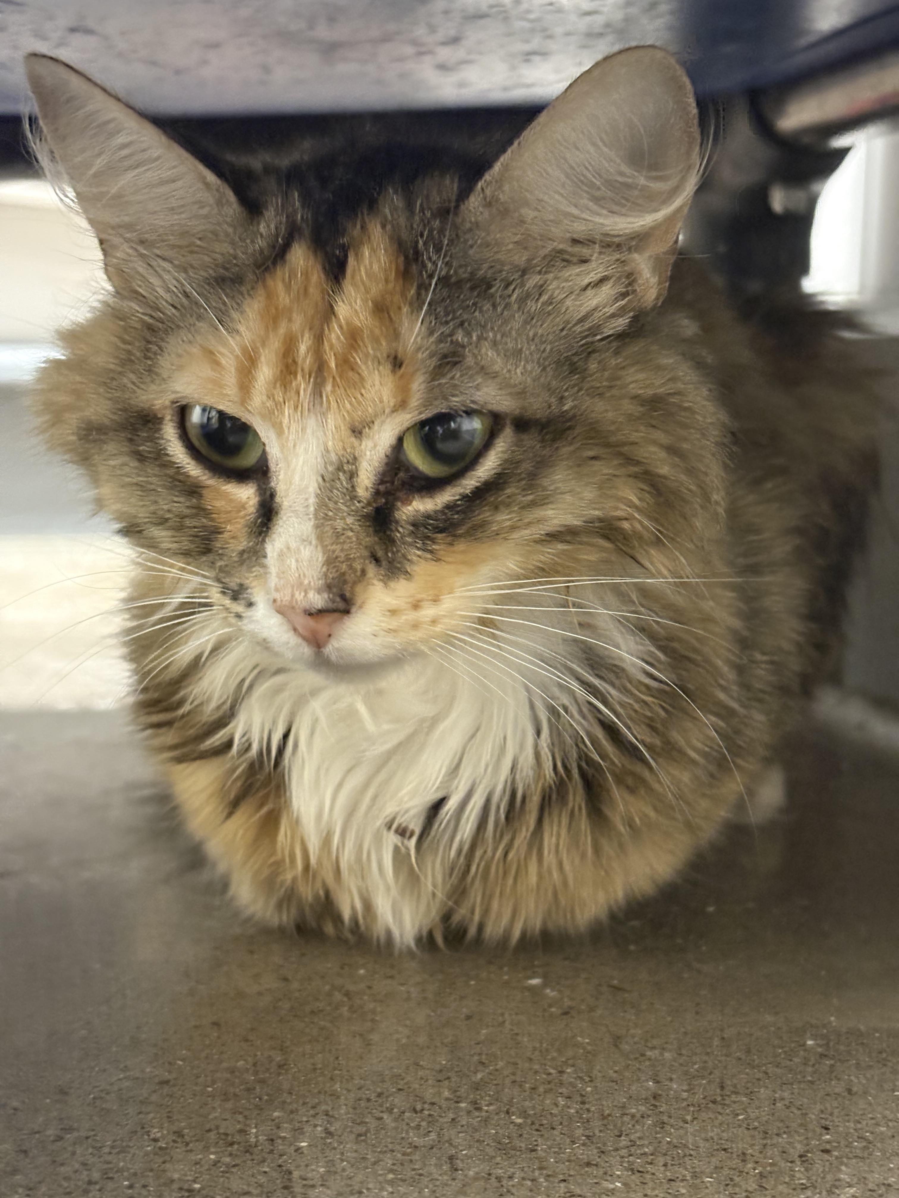 Enlarge Charlotte, an adoptable Domestic Long Hair in Zimmerman, MN image 1/1