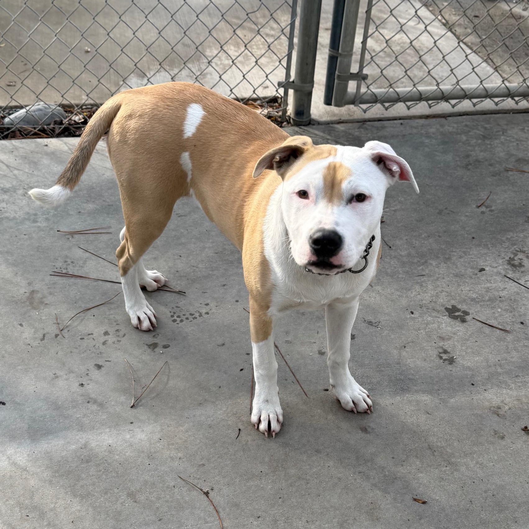 Enlarge Suzzie, a ADOPTABLE Pit Bull Terrier in Oakdale, CA image 1/1